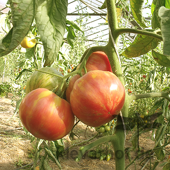 Rote gestreifte Tomatenvielfalt