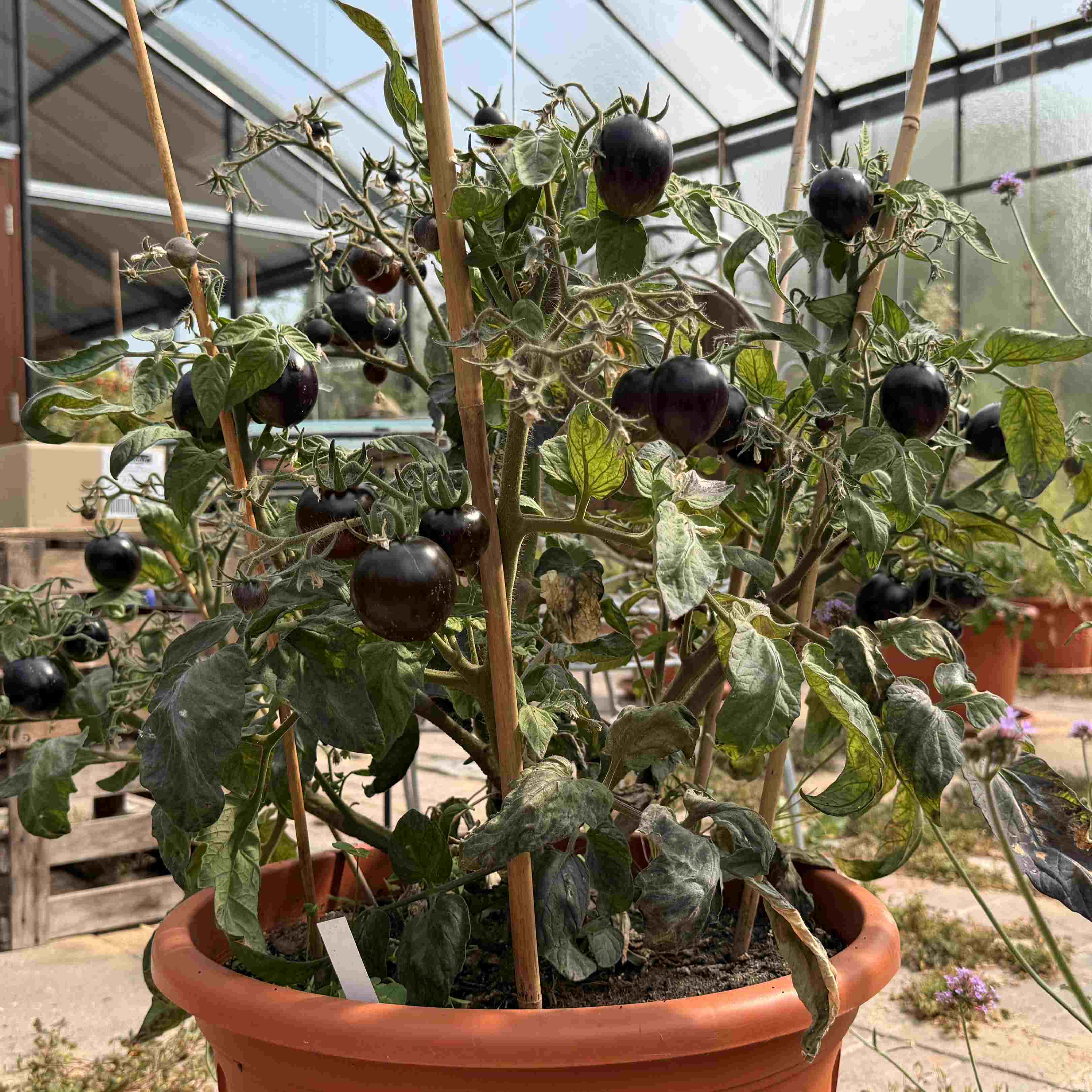 Tomatensaatgut Shadow of Death