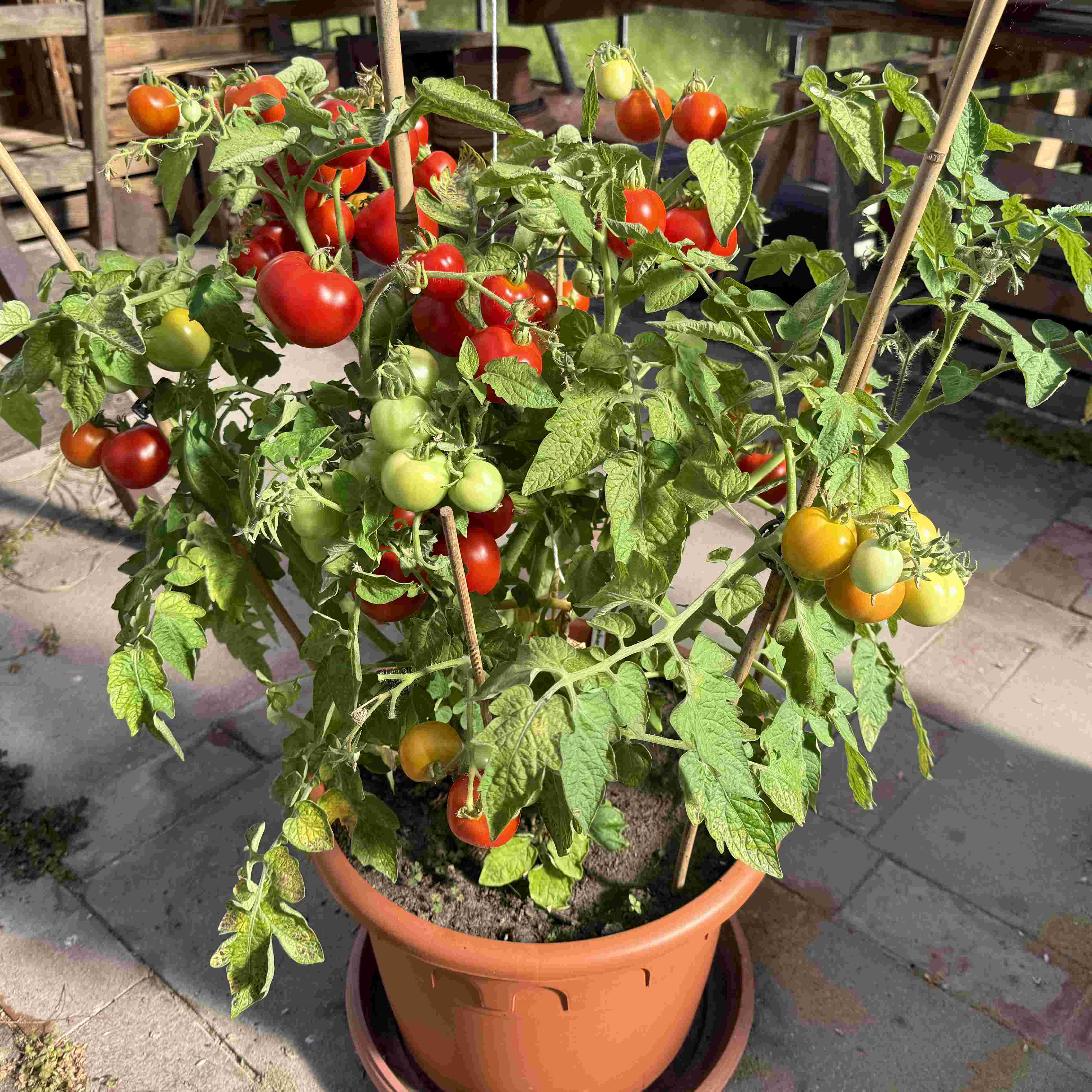 Tomatensaatgut Rotkäppchen