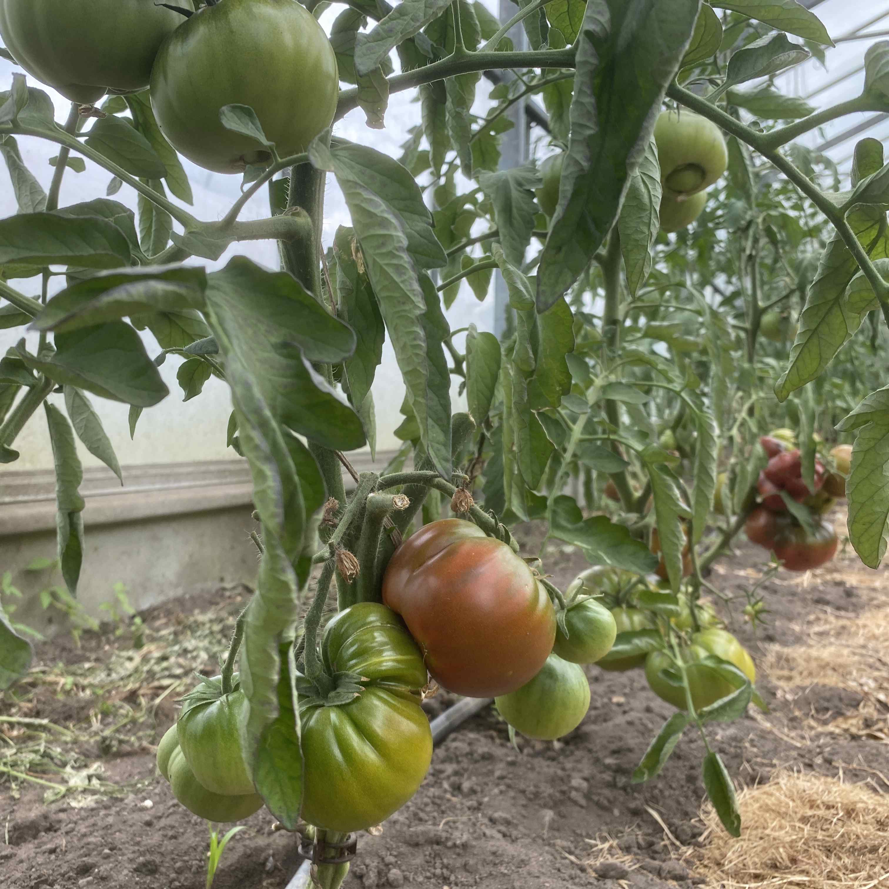 Tomatensaatgut Schwarzer moldawischer Elefant