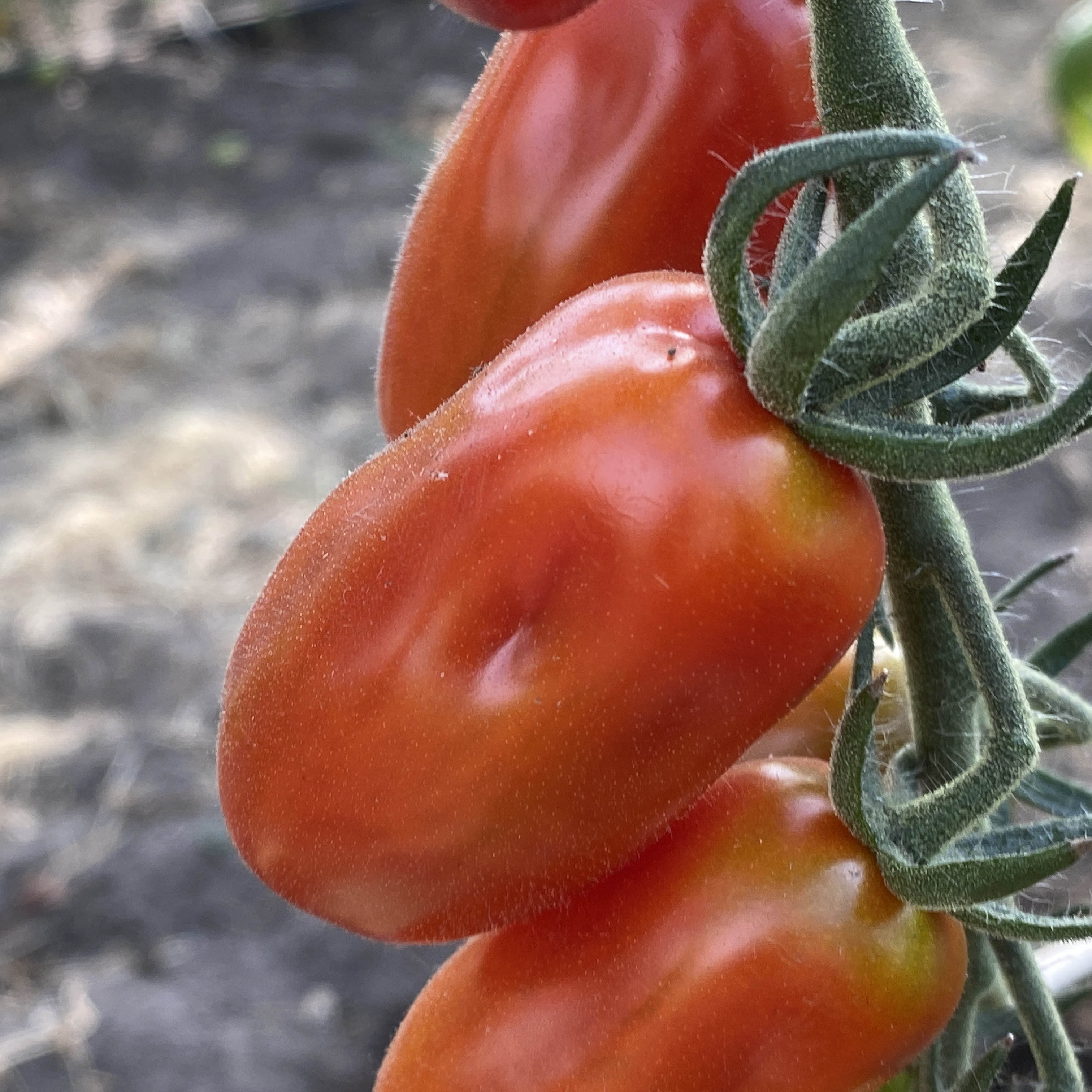 Tomatensaatgut Datterini Rot