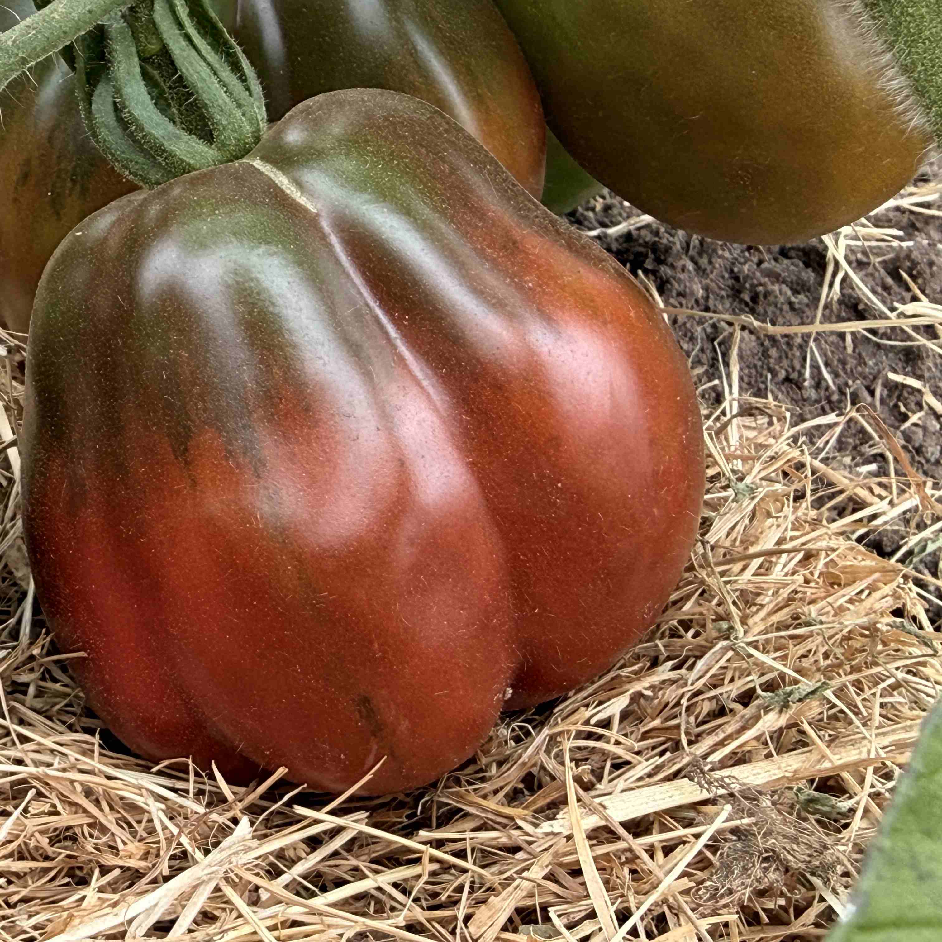Tomatensaatgut Bordeaux