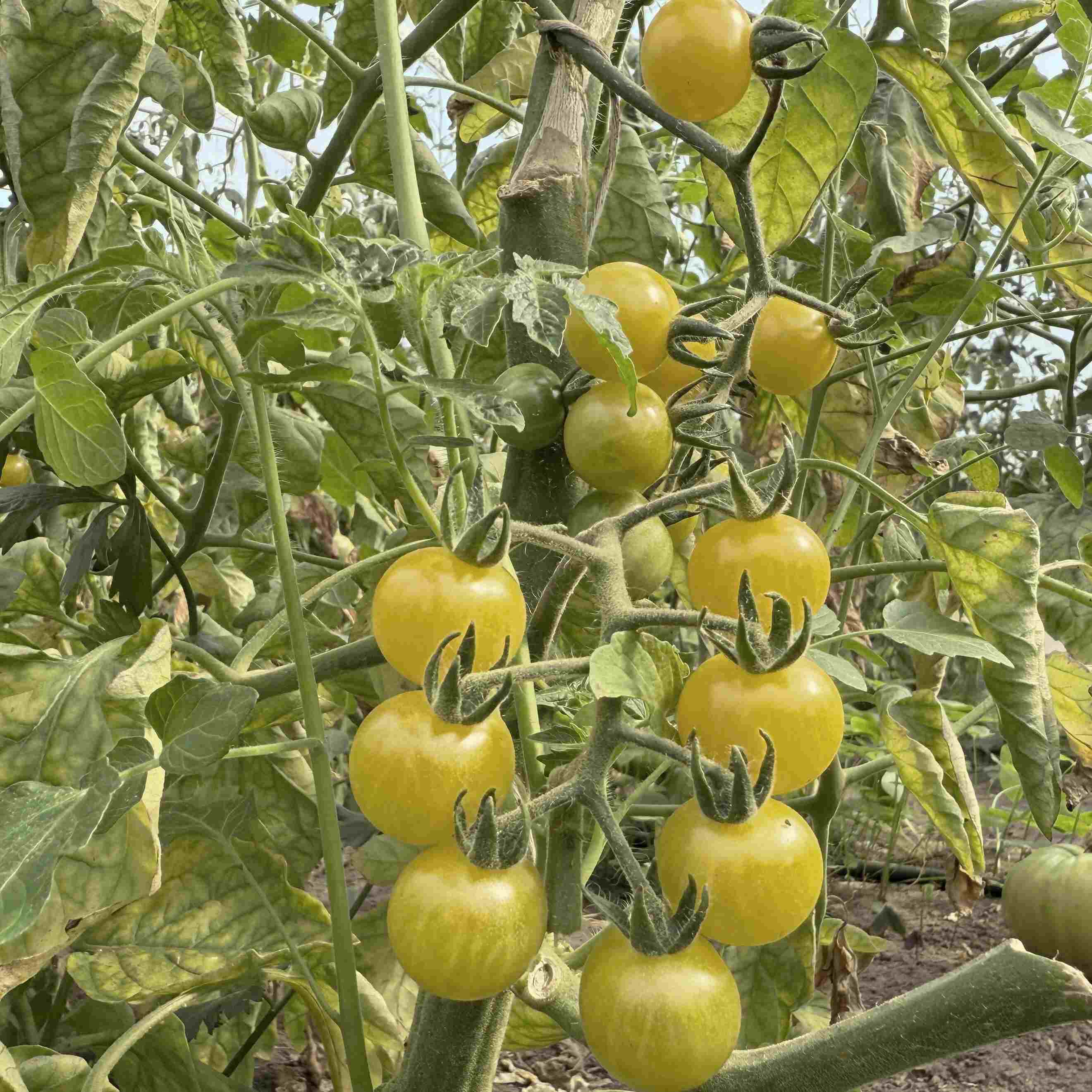 Tomatensaatgut Bianca