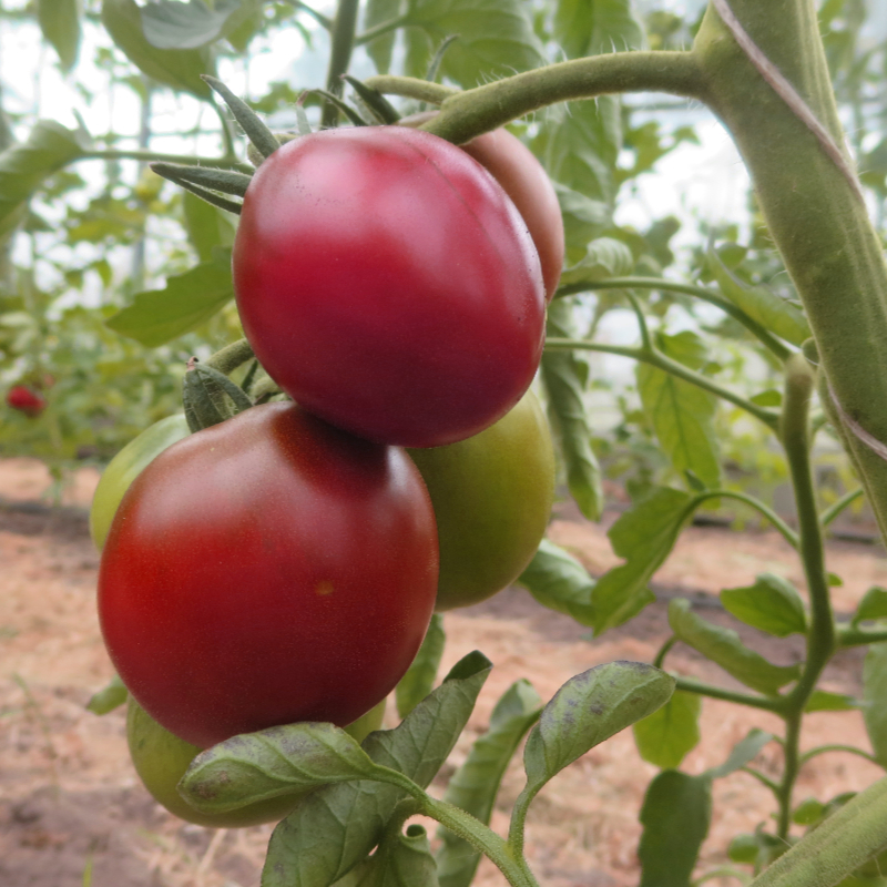 Lila und Rote leckere Tomatenvielfalt
