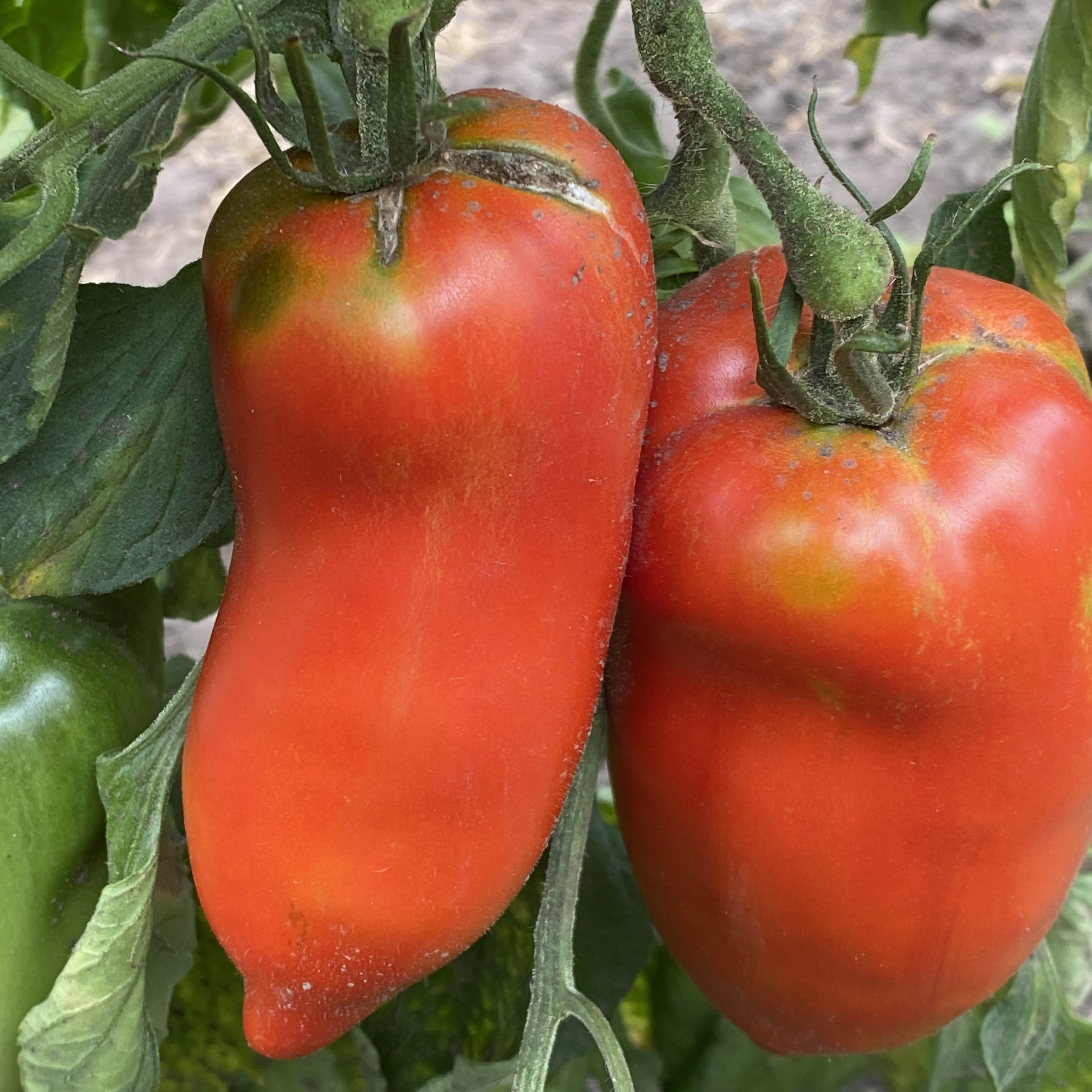 Tomatensaatgut Mexicaine