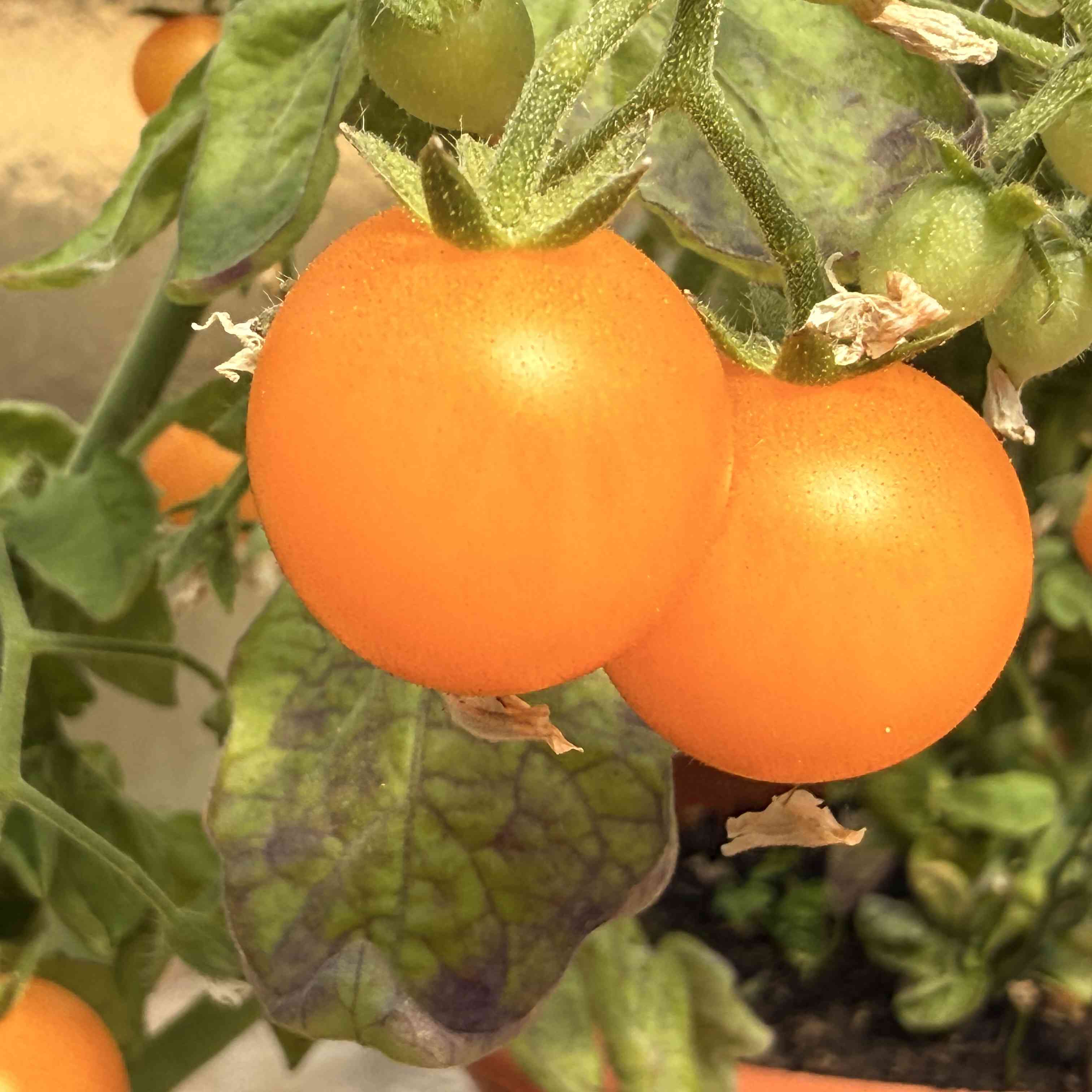 Tomatensaatgut Yellow Pigmy