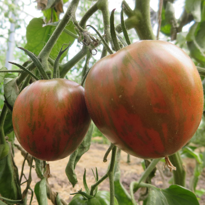 Braun gestreifte Tomatenfrucht