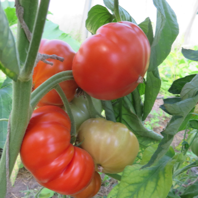 Rote oval förmige Tomatenfurcht