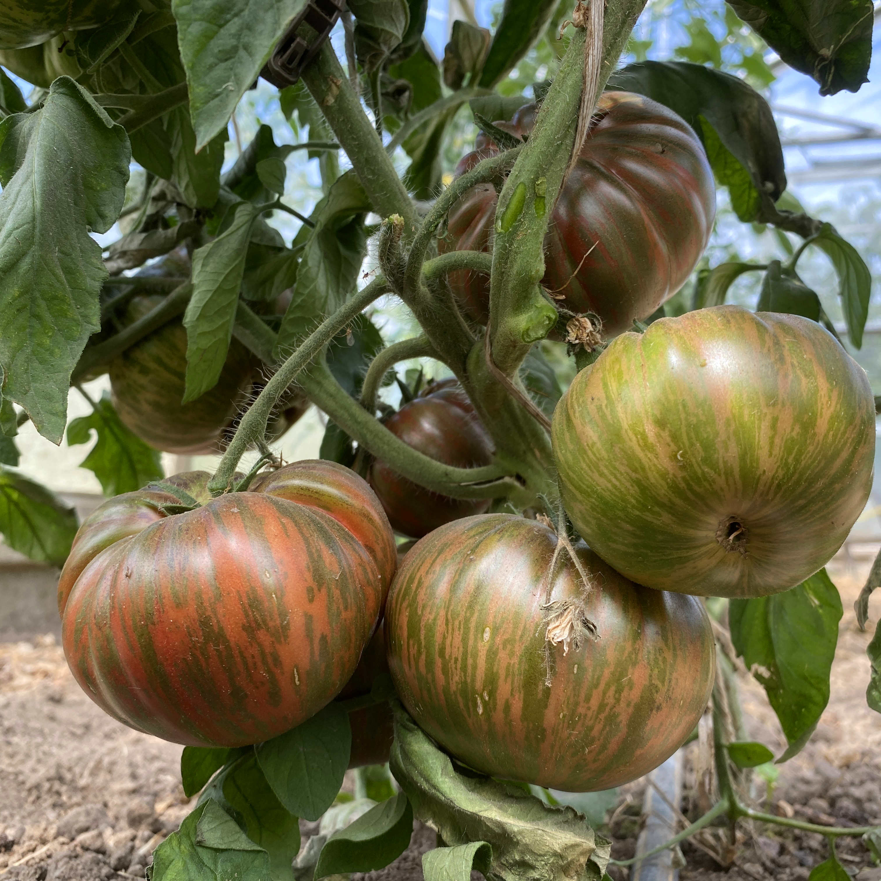 Tomatensaatgut Loogthen Woollies