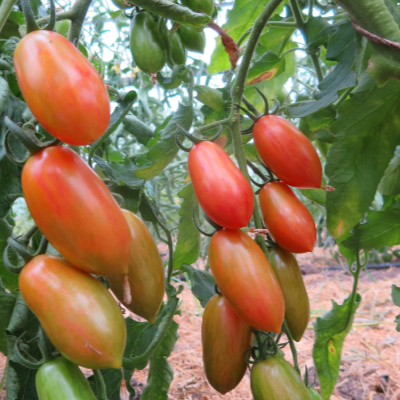 Rote längliche Cherry Tomatenfrüchte