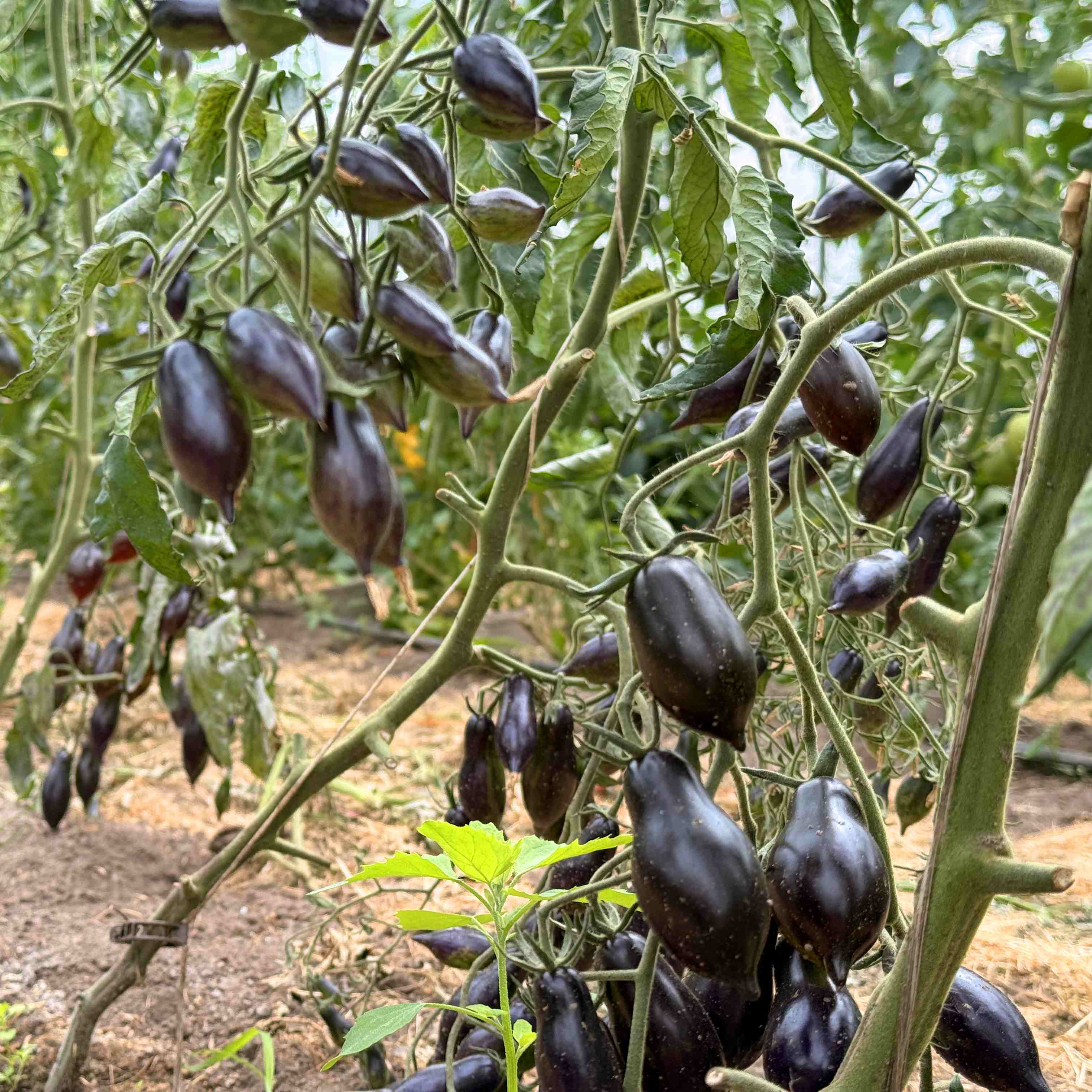 Tomatensaatgut E-Lava-Drip