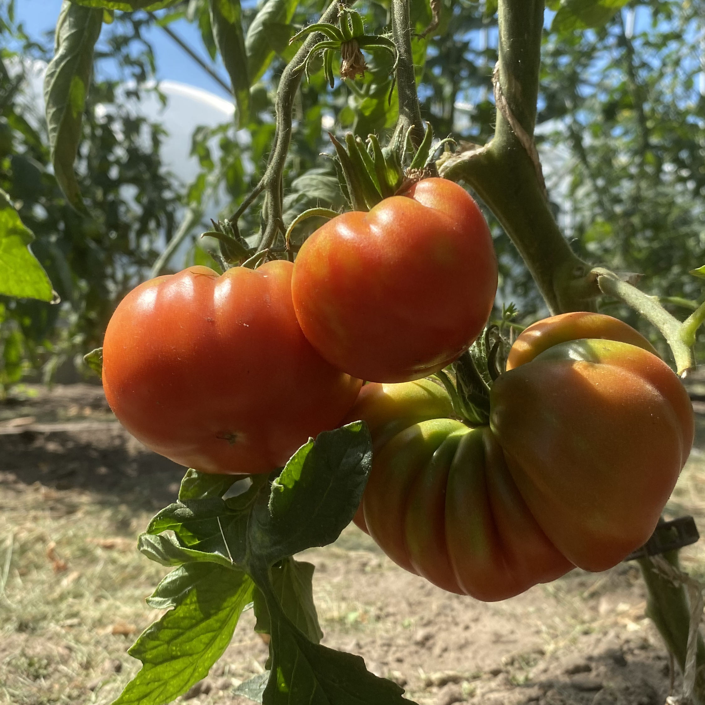 Tomatensaatgut Côtelée