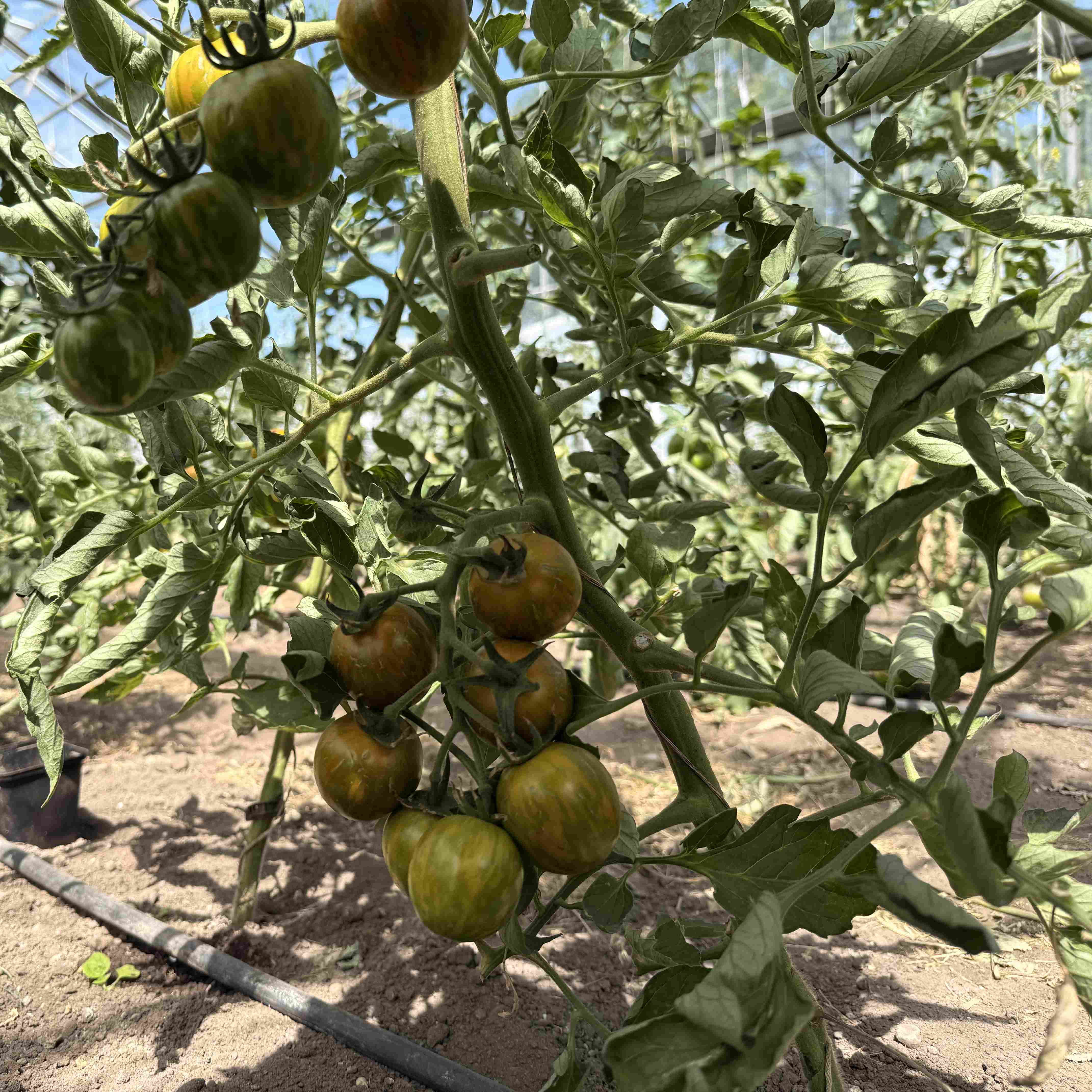 Tomatensaatgut Green Zebra Cherry