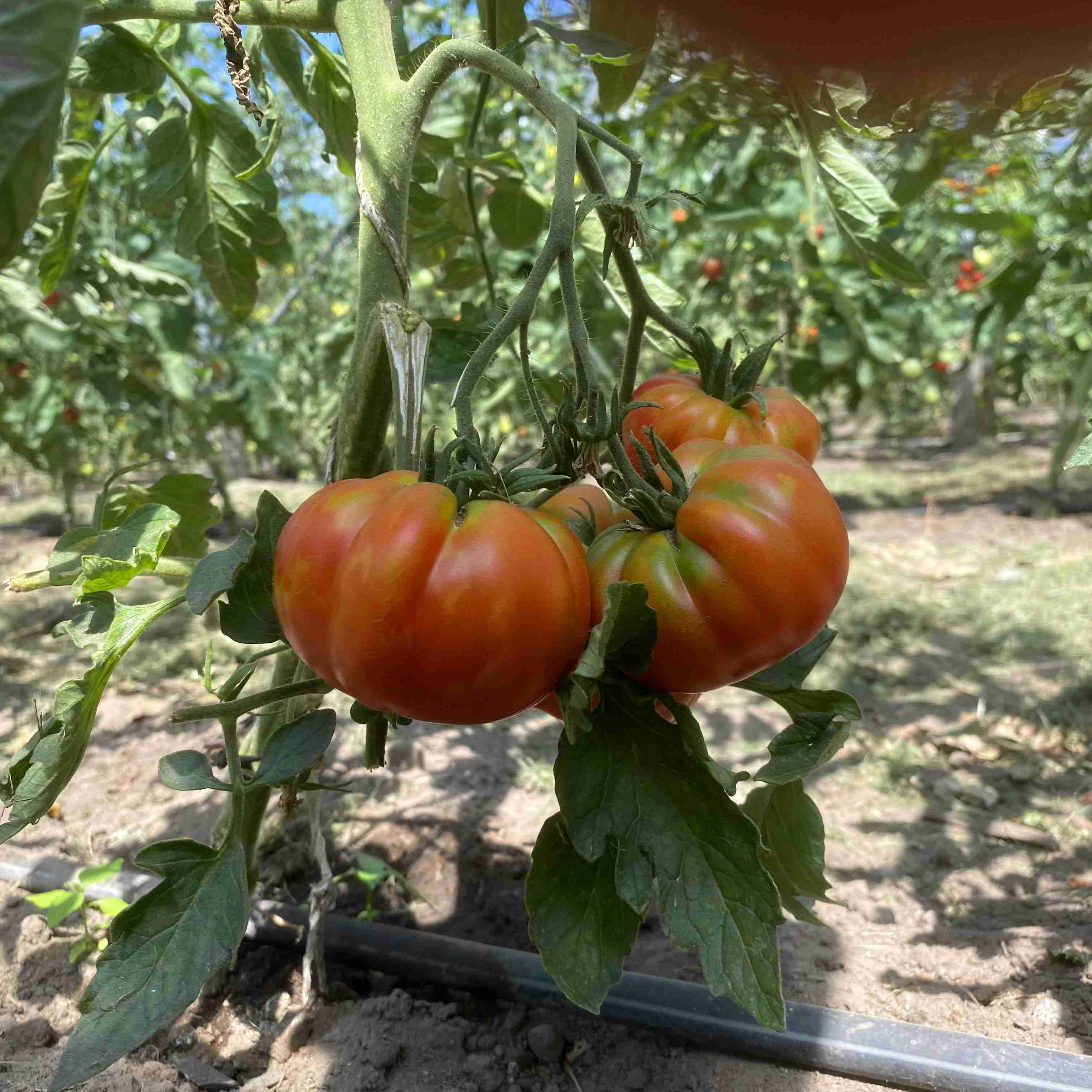 Tomatensaatgut Capricciosa
