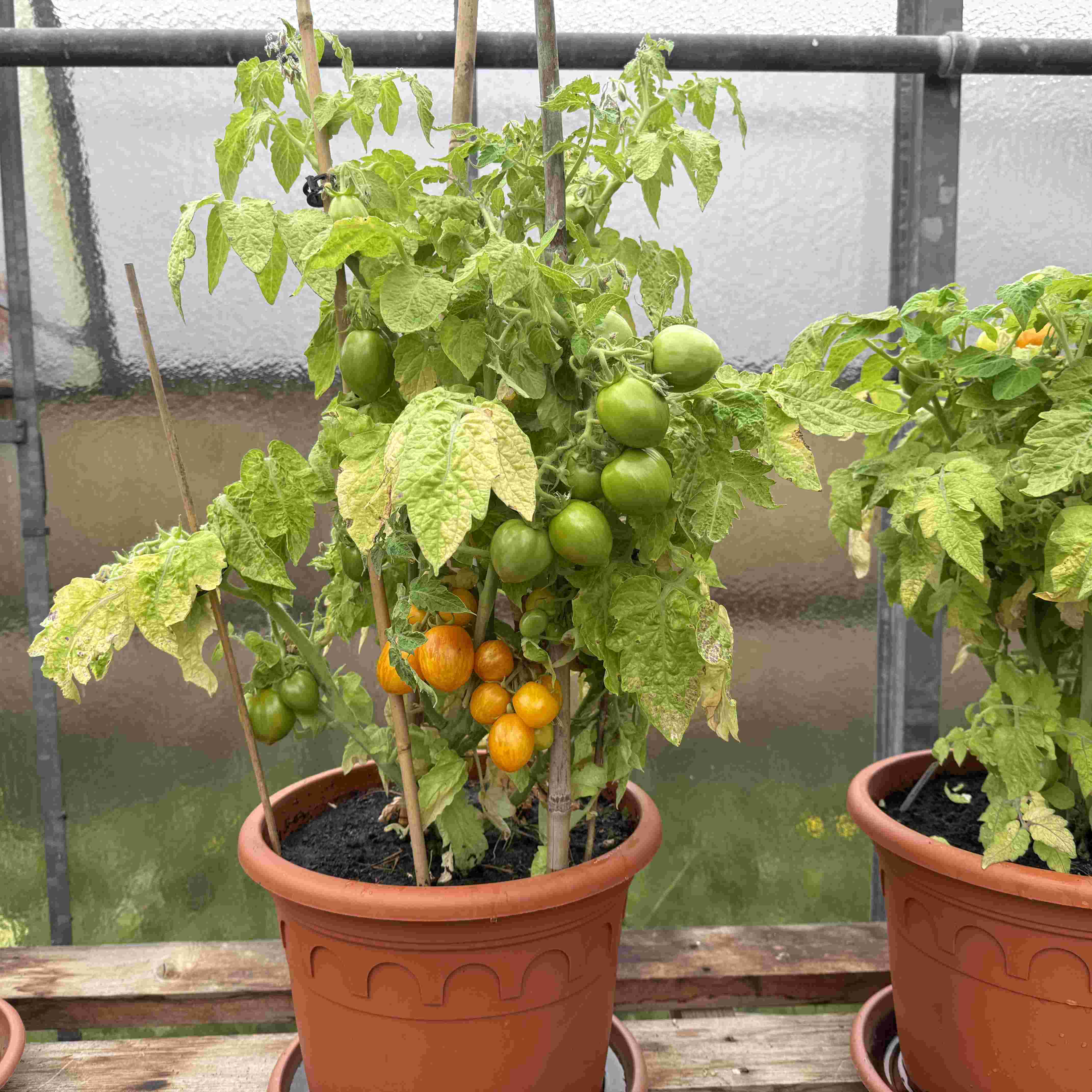 Tomatensaatgut Tigerette Cherry Tomatensaatgut Tigerette Cherry