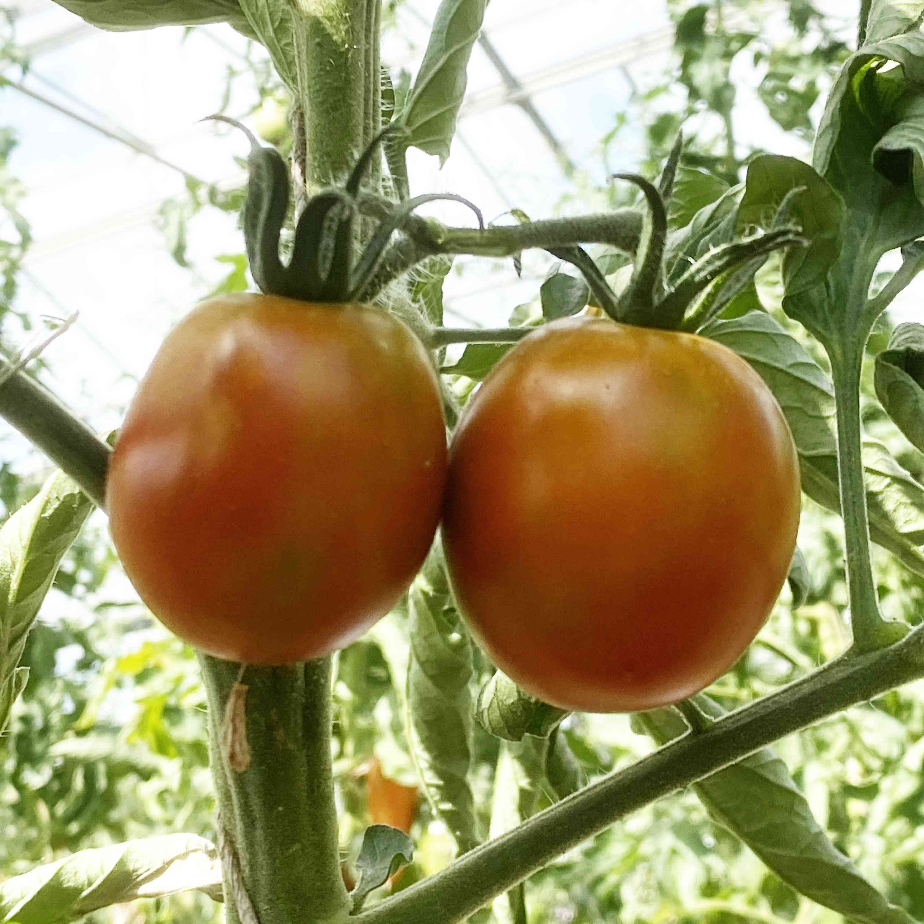 Tomatensaatgut Pastel Sleeves