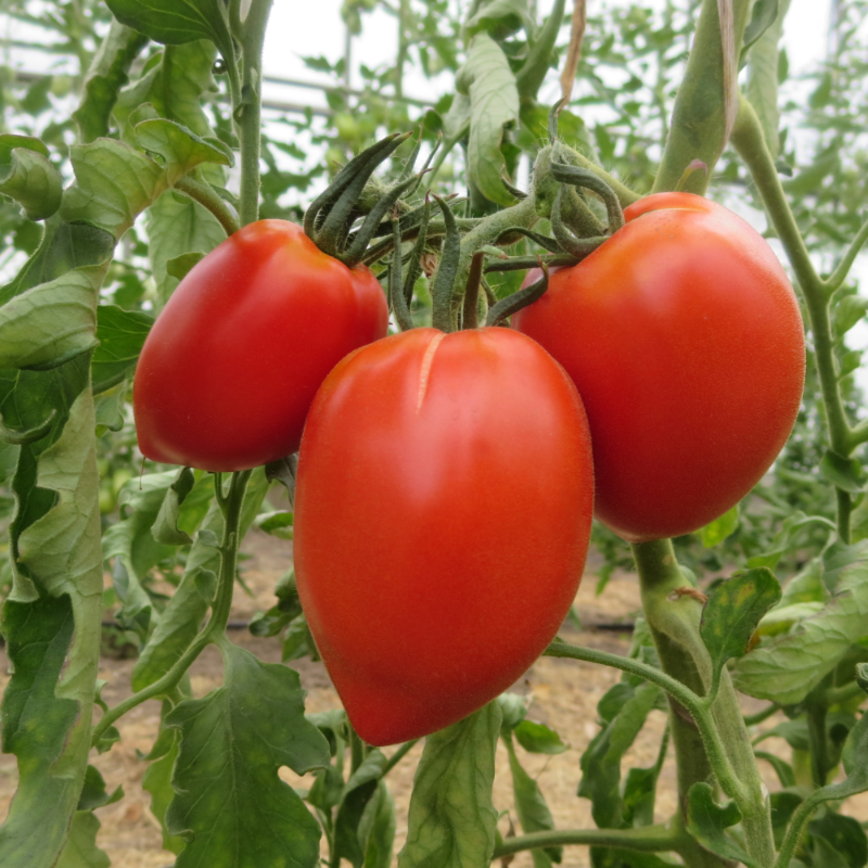 Rote Prachvolle Tomatenpflanze
