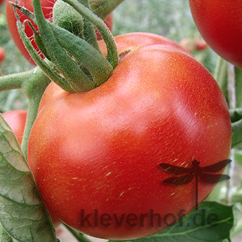 Rote Tomate mit Geschmack