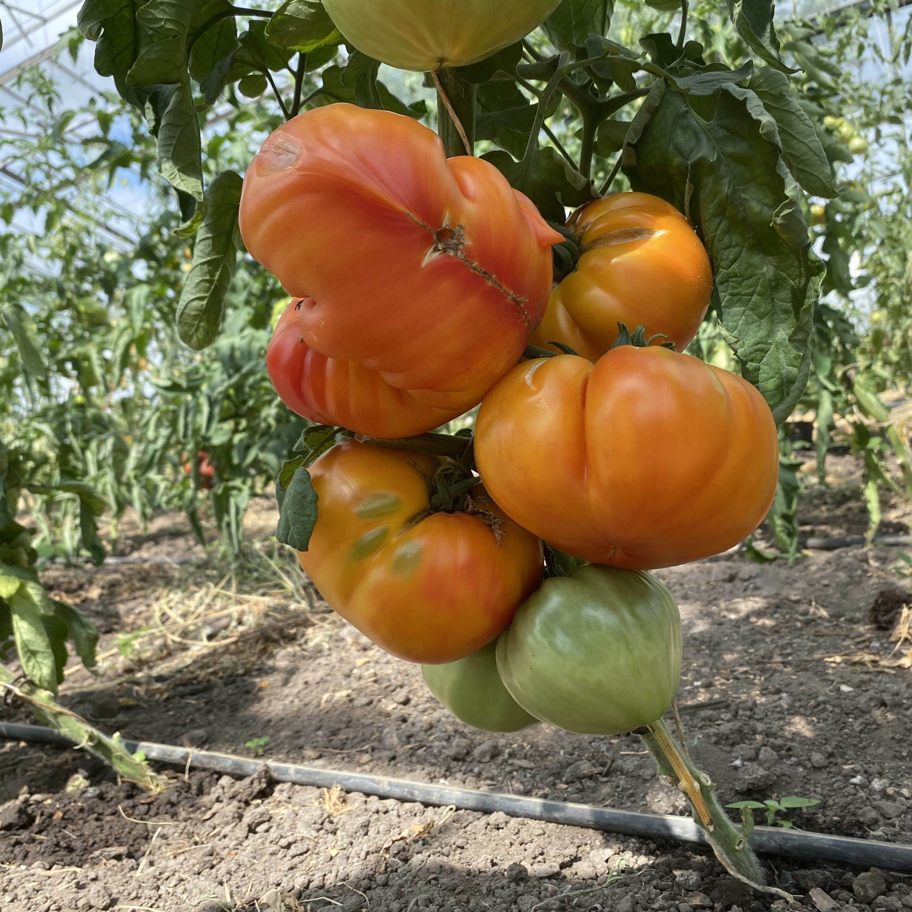 Tomatensaatgut Märchenfrucht