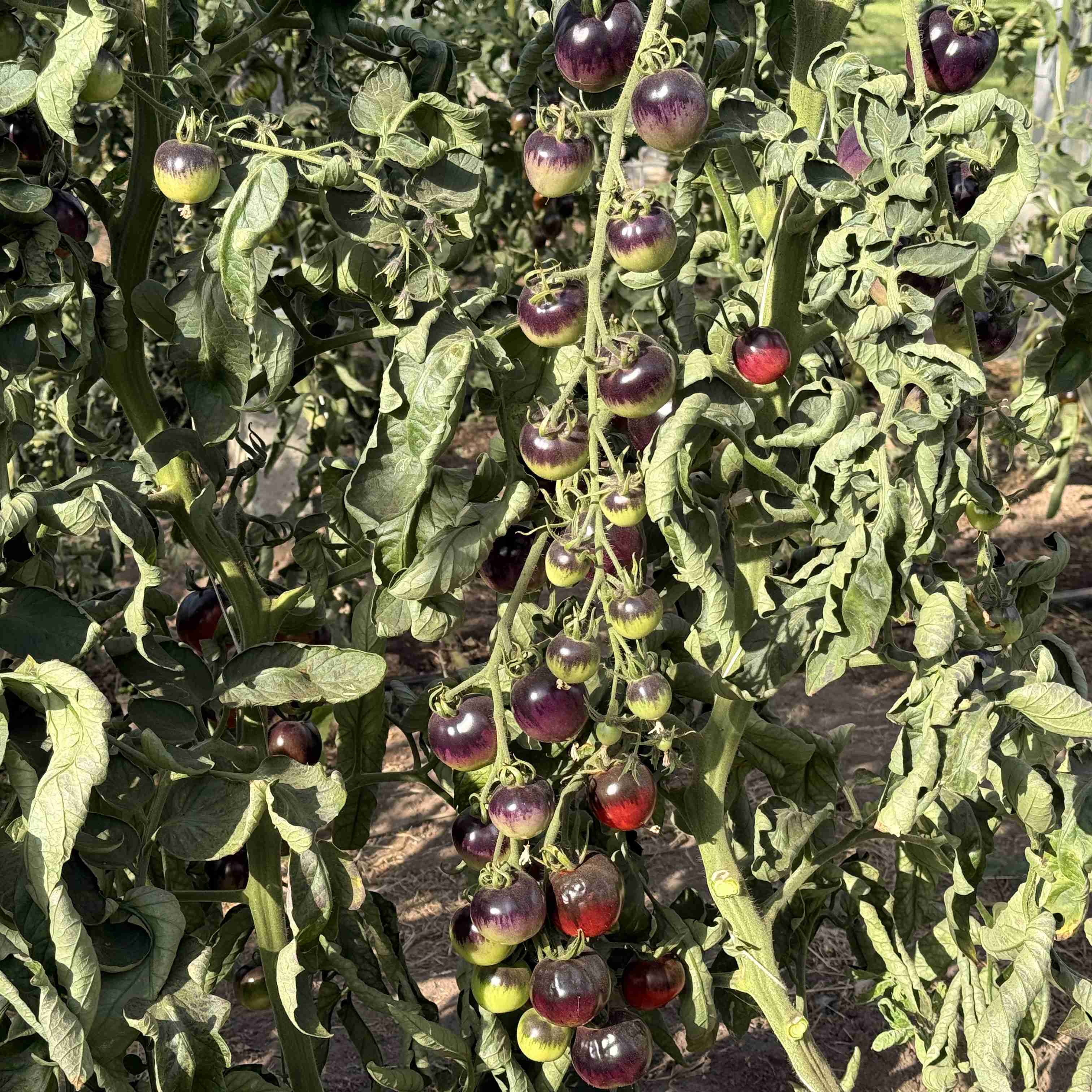 Tomatensaatgut Smokey Blue