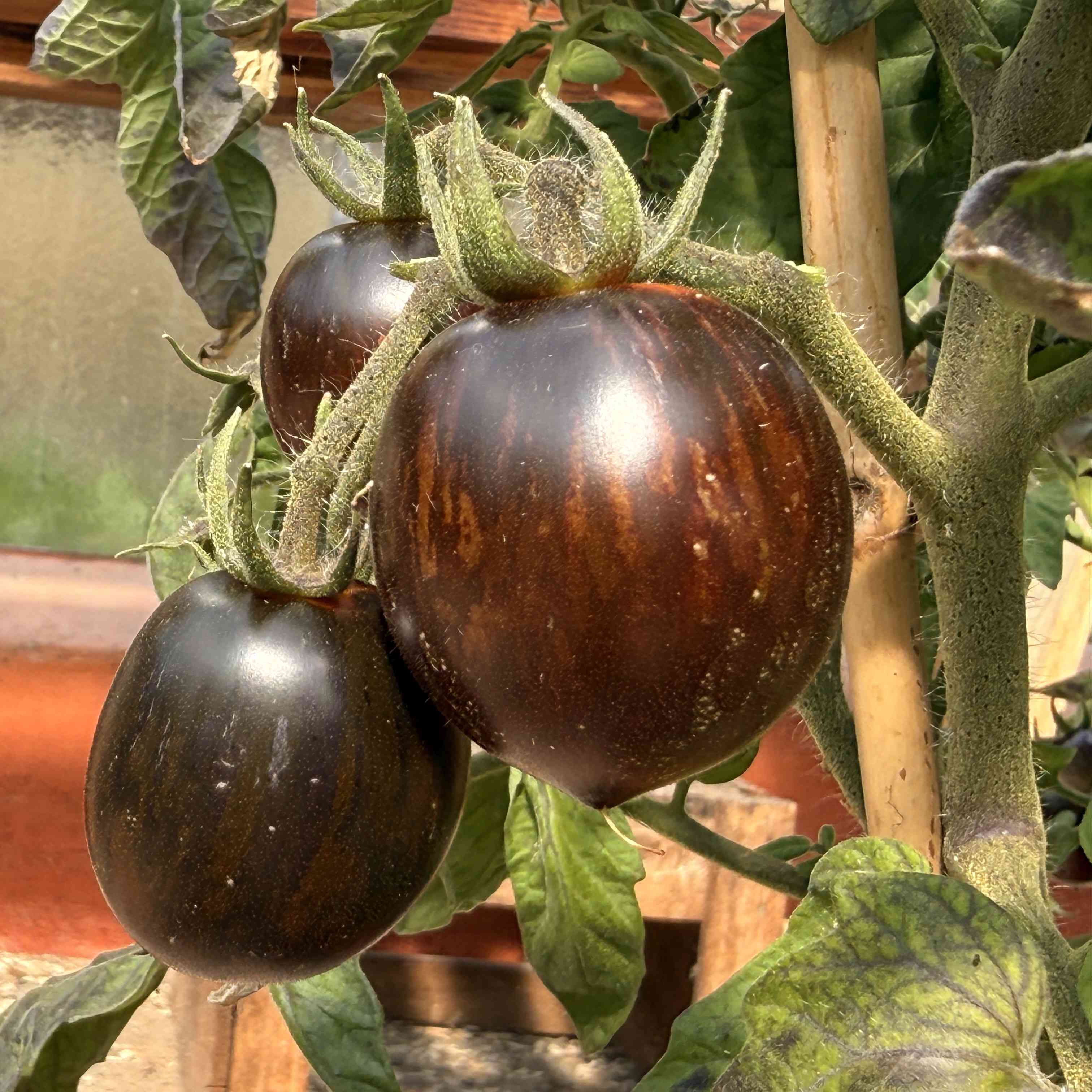 Tomatensaatgut Shadow of Death