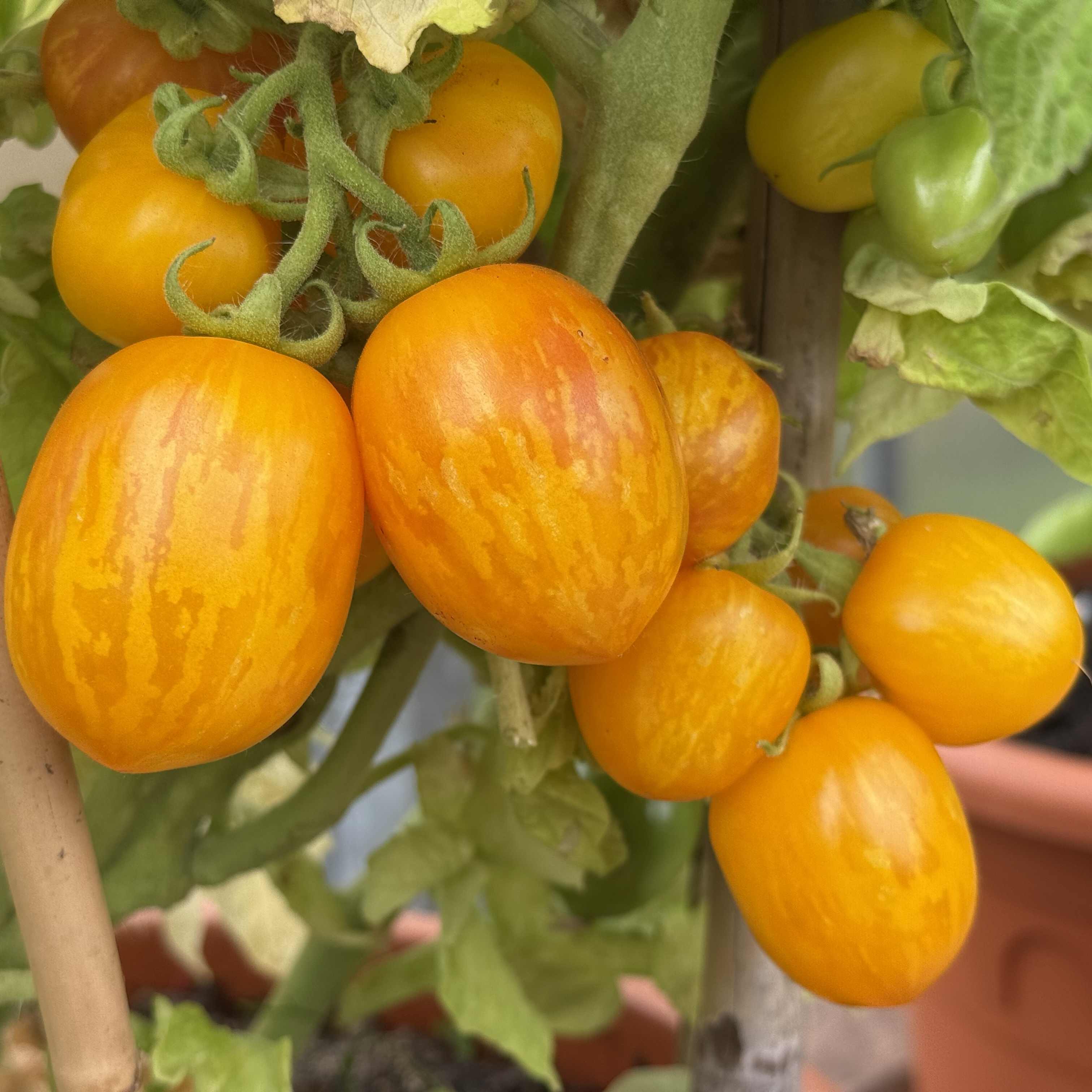 Tomatensaatgut Tigerette Cherry Tomatensaatgut Tigerette Cherry