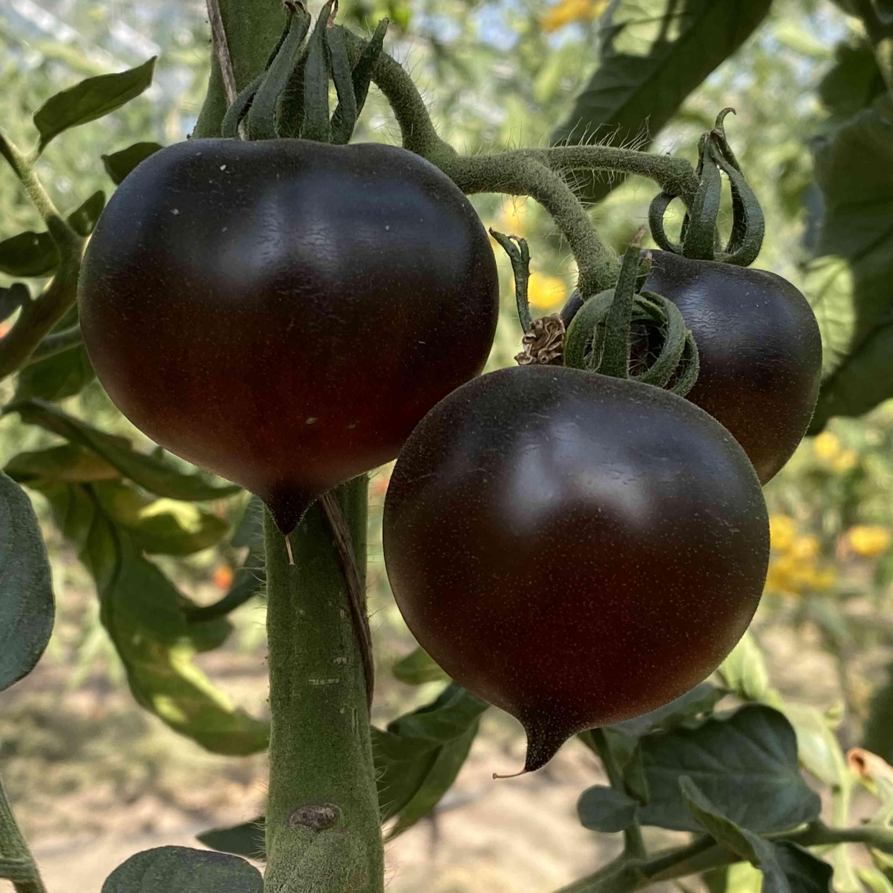 Tomatensaatgut Jolie Coeur, H34 Red