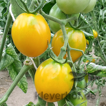 Gelbe Cherry Tomatenpflanze mit Geschmack
