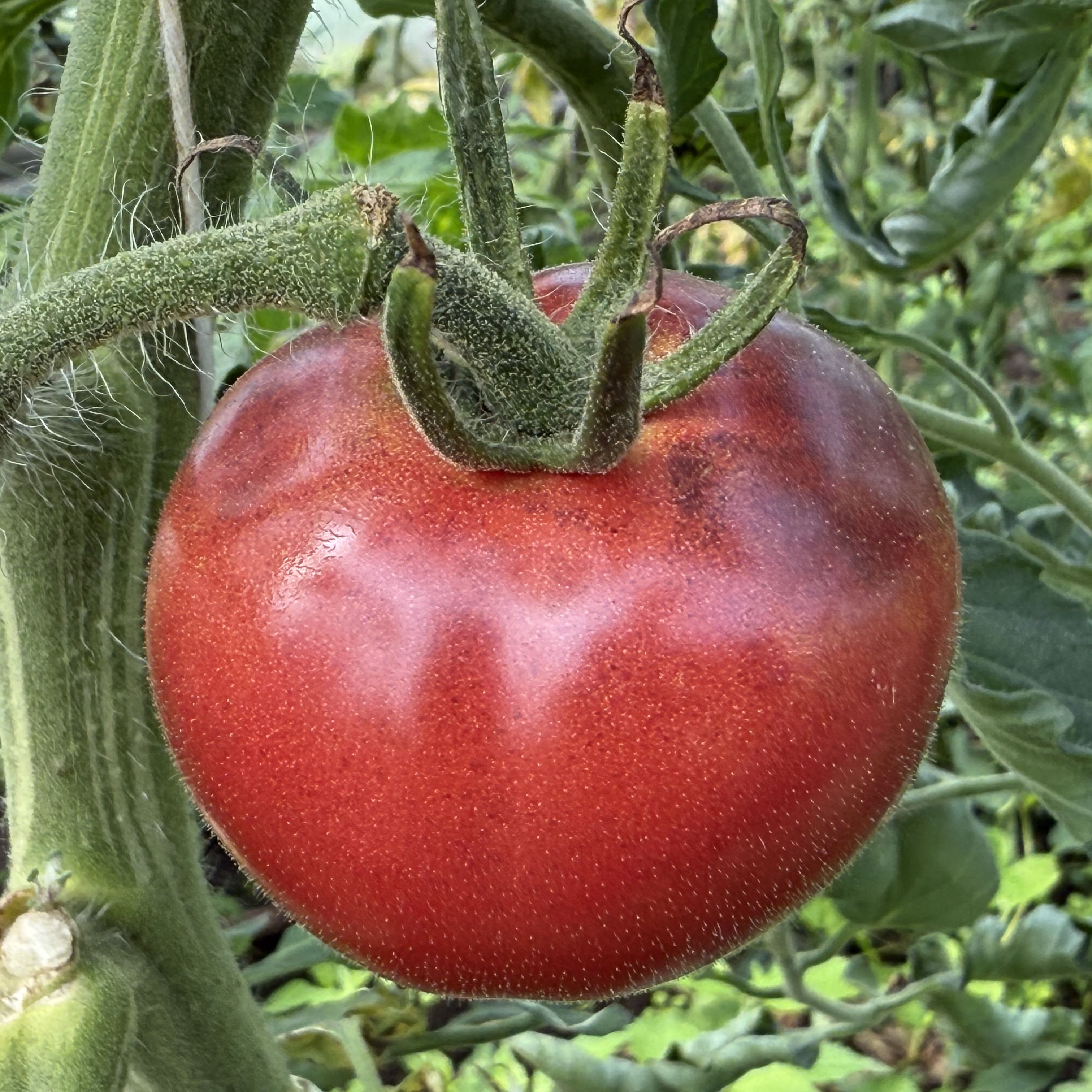 Tomatensaatgut E-Pørl Rosa