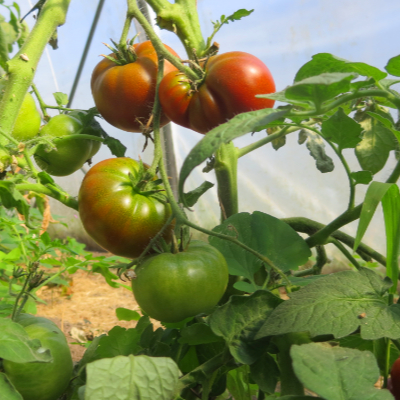 braun Bio Tomatenfrucht
