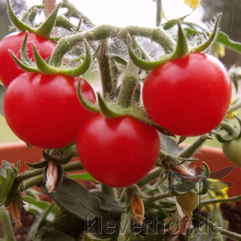 Rote und Pinke Tomatenvielfalt