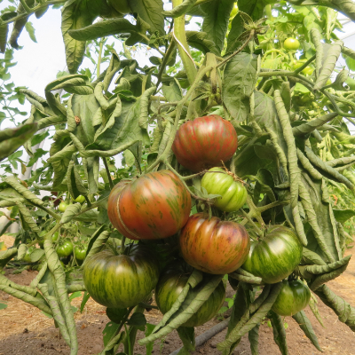 Braun gestreifte Tomatensorte