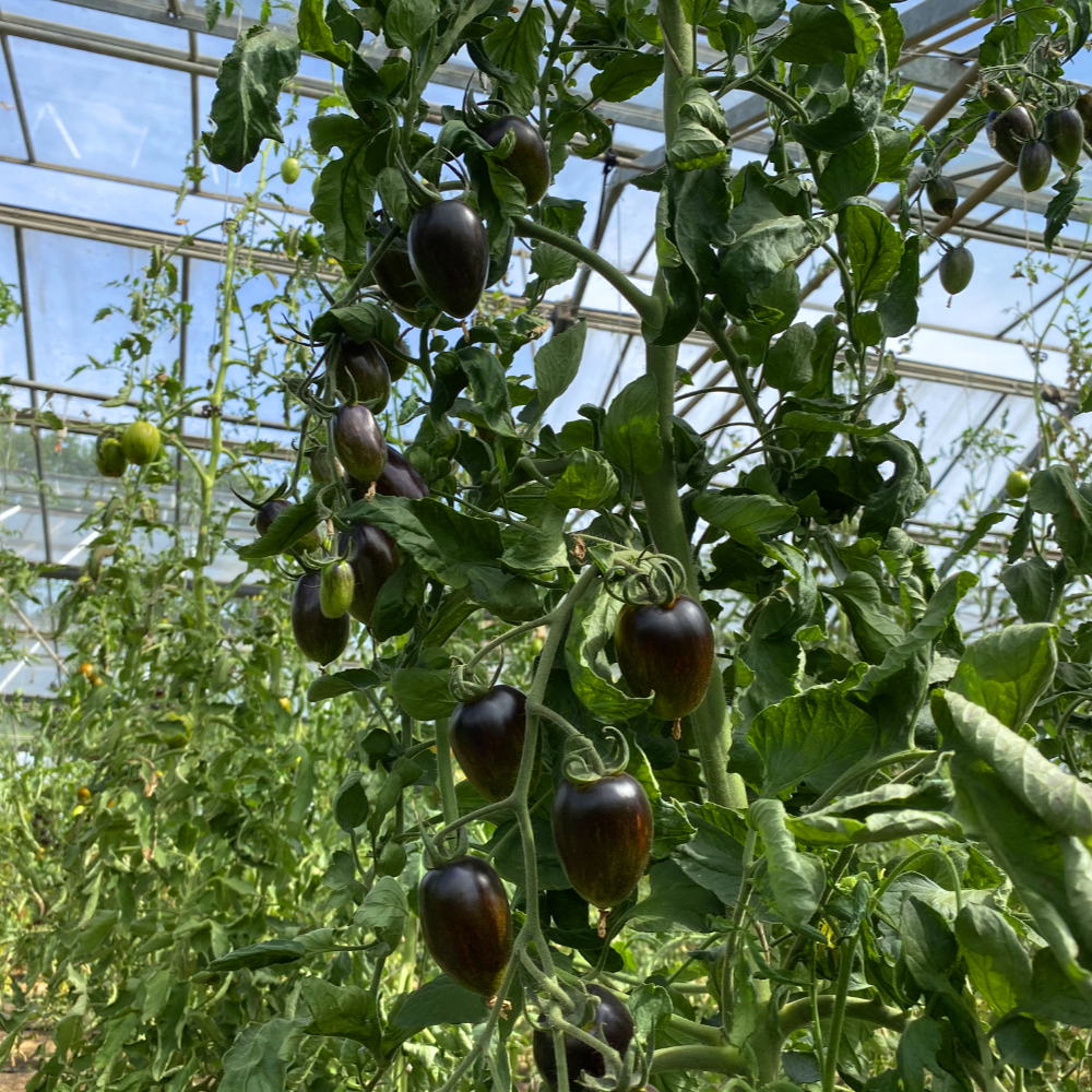 Blaue Tomatenrarität mit Grünen streifen