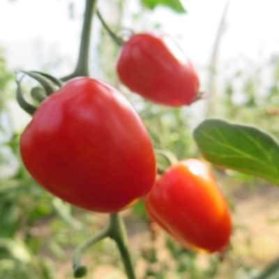 Rote Tomatenfrucht in herzform