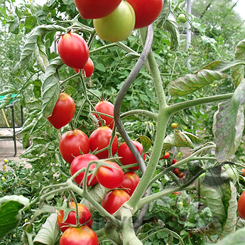 Prachvolle Rote Tomatenfrüchte mit Geschmack