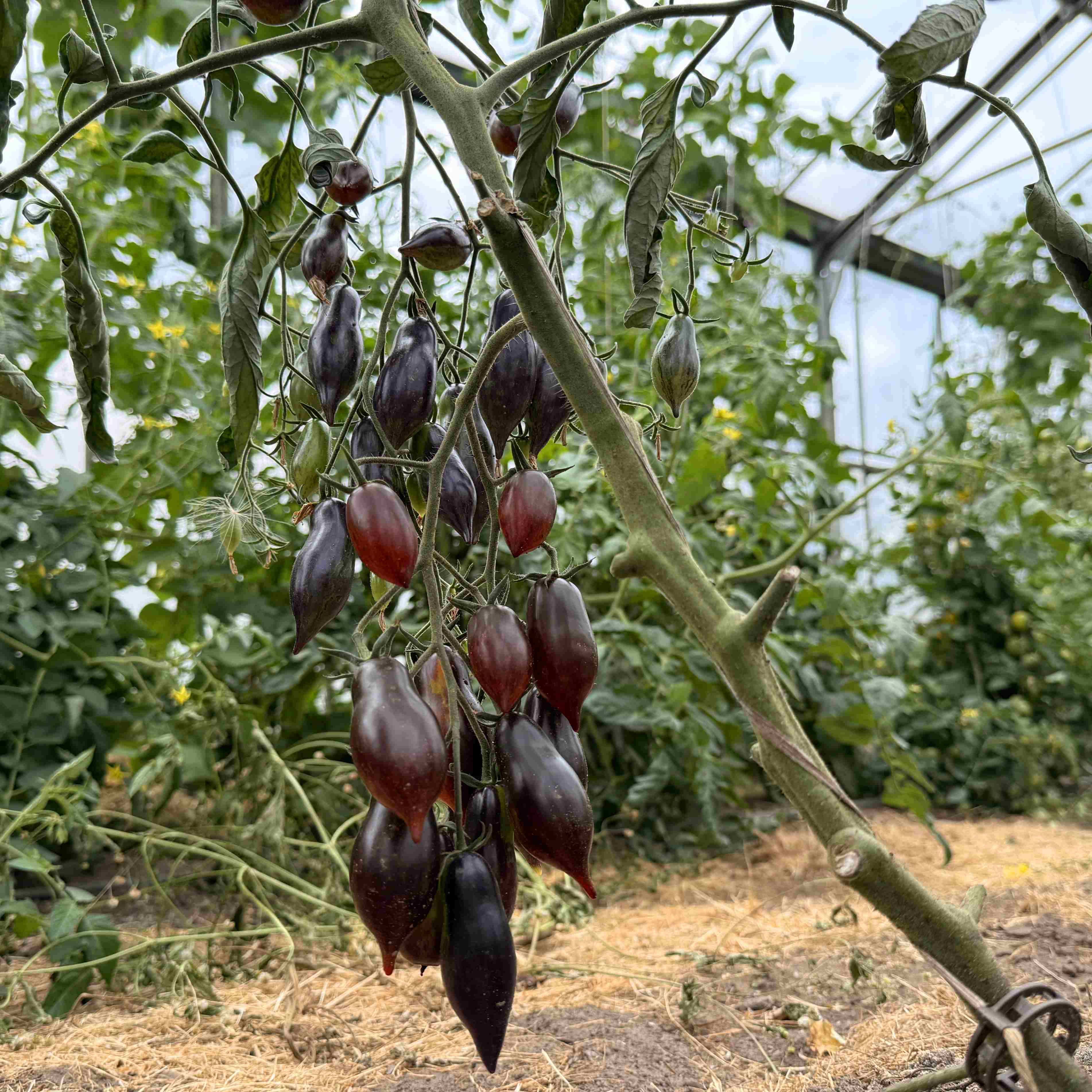 Tomatensaatgut E-Lava-Drip