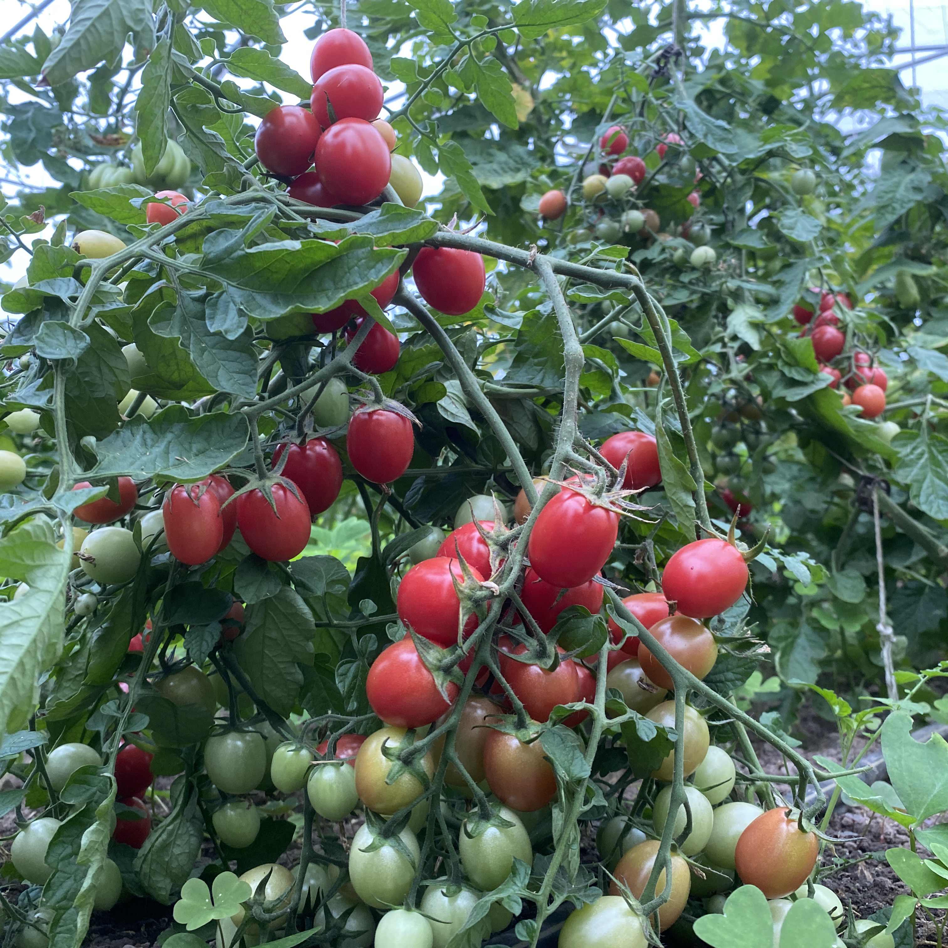 Tomatensaatgut Pearly Pink Cherry