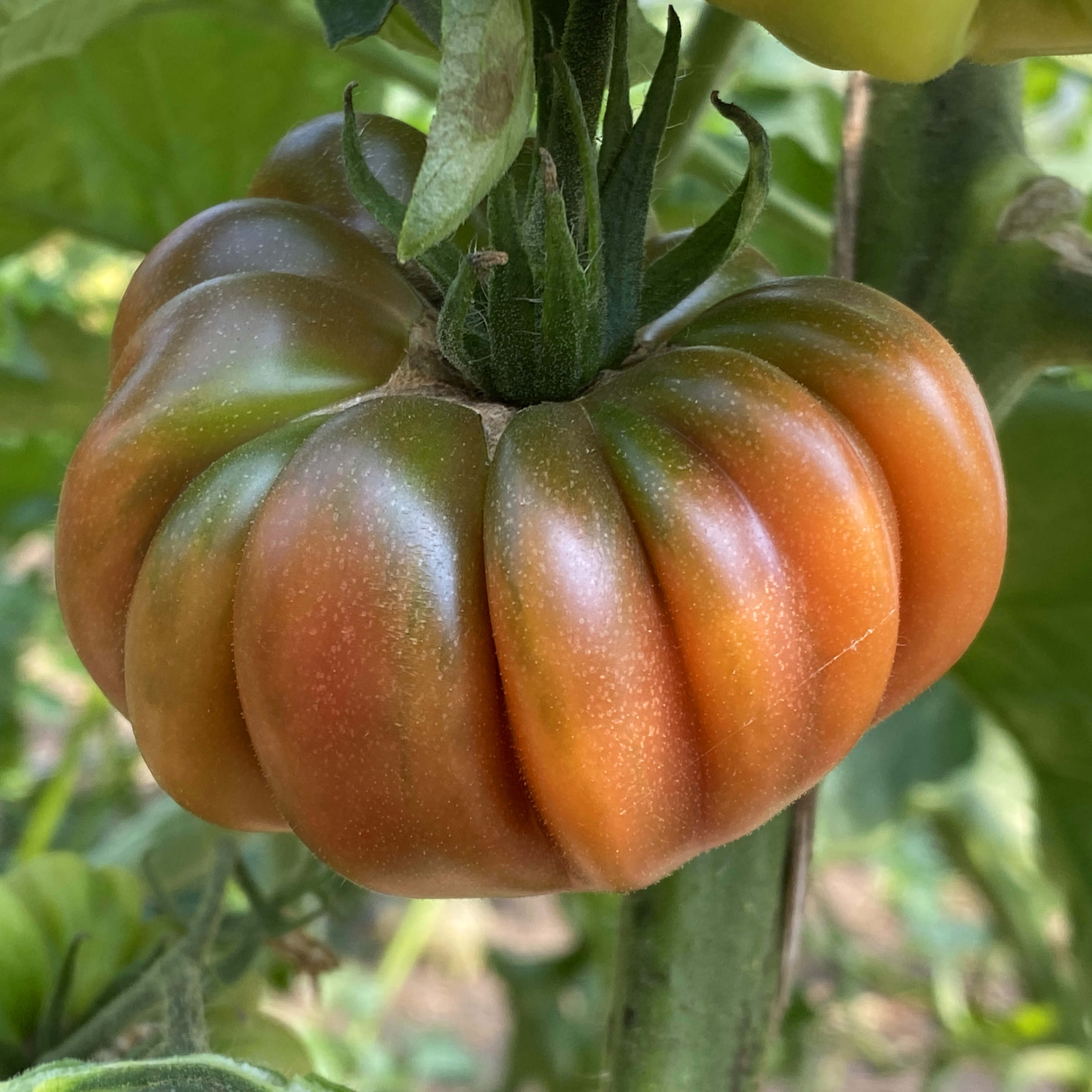 Tomatensaatgut Tim's Black Ruffles