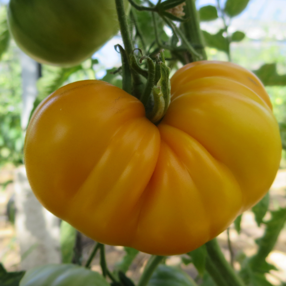 Gelbe Tomatenfrucht