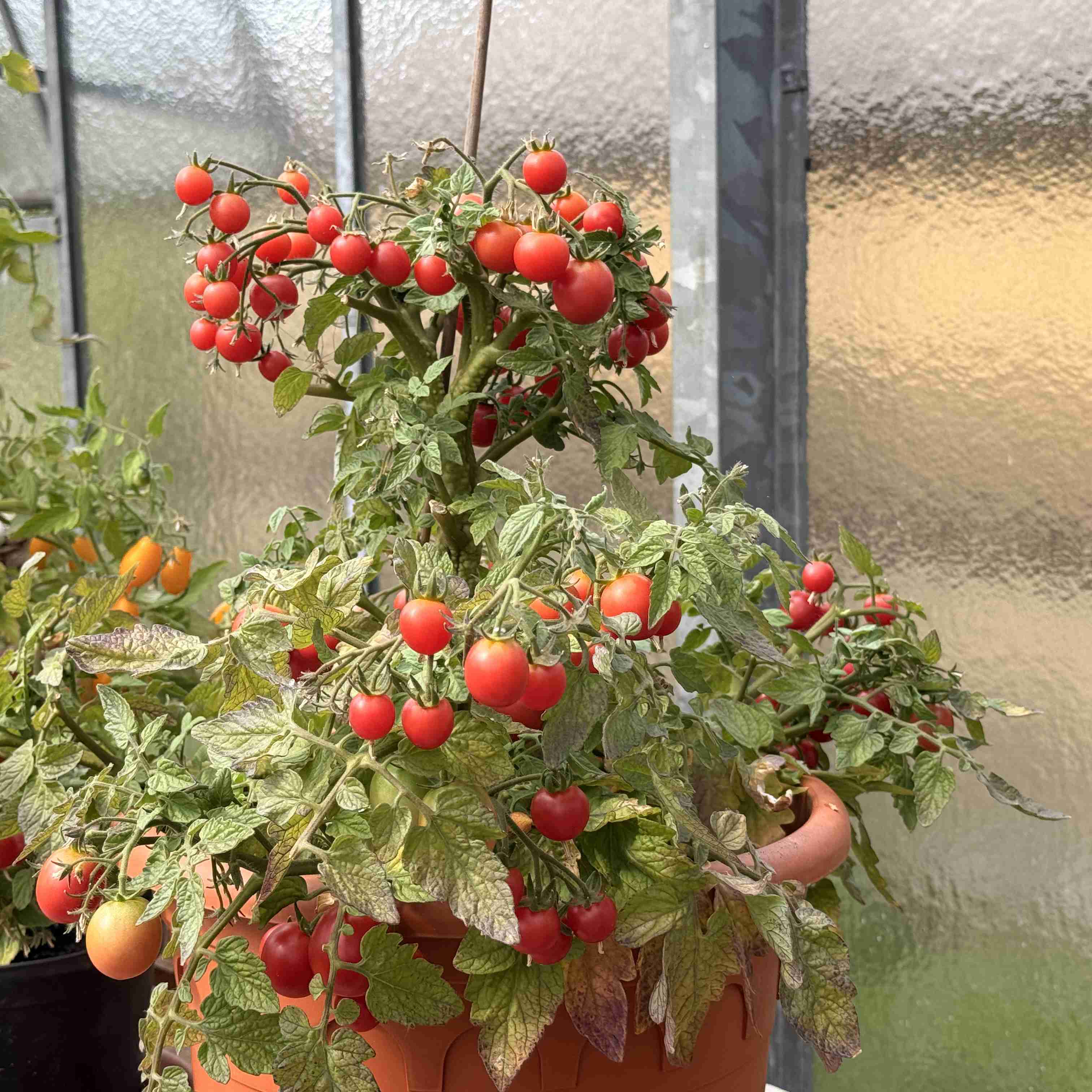 Tomatensaatgut Sweet & Neat Cherry Red