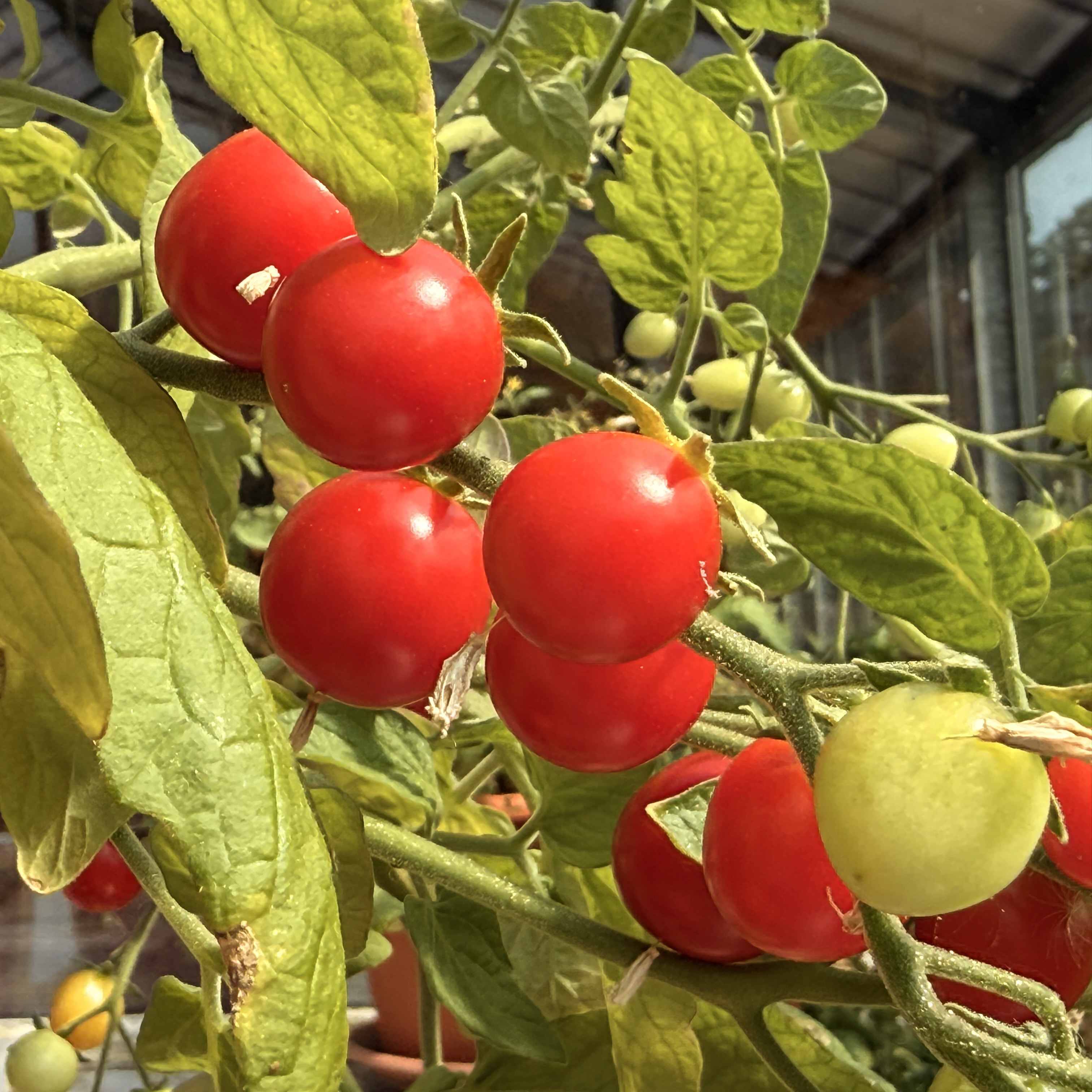 Tomatensaatgut Red Robin