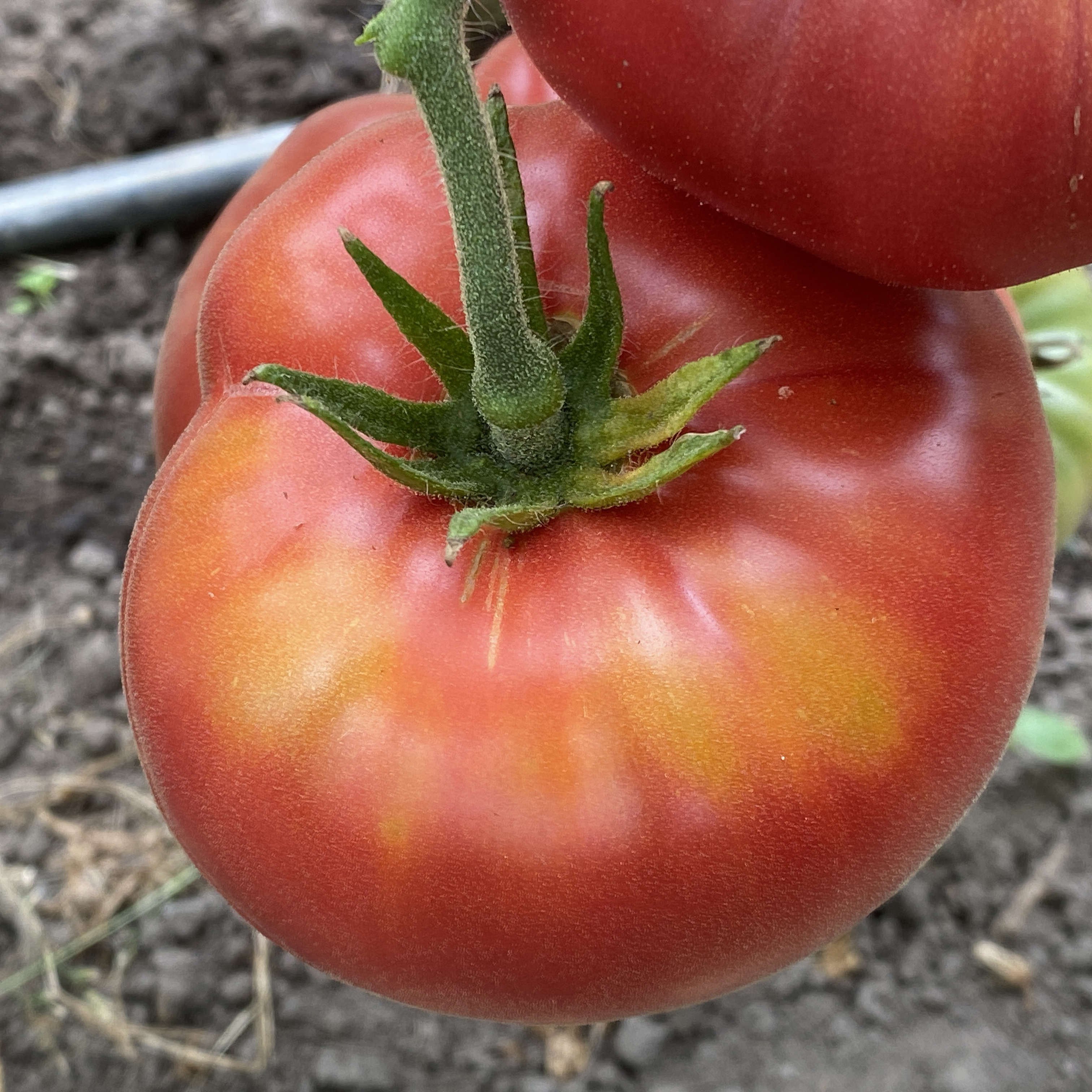 Tomatensaatgut Rebel Yell