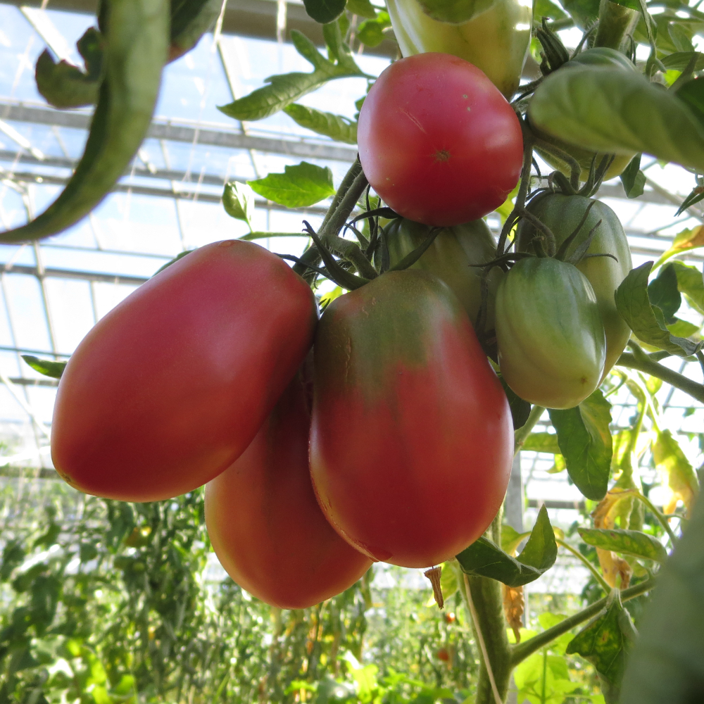 Schön rote Bio Tomate mit Grünen Kopf