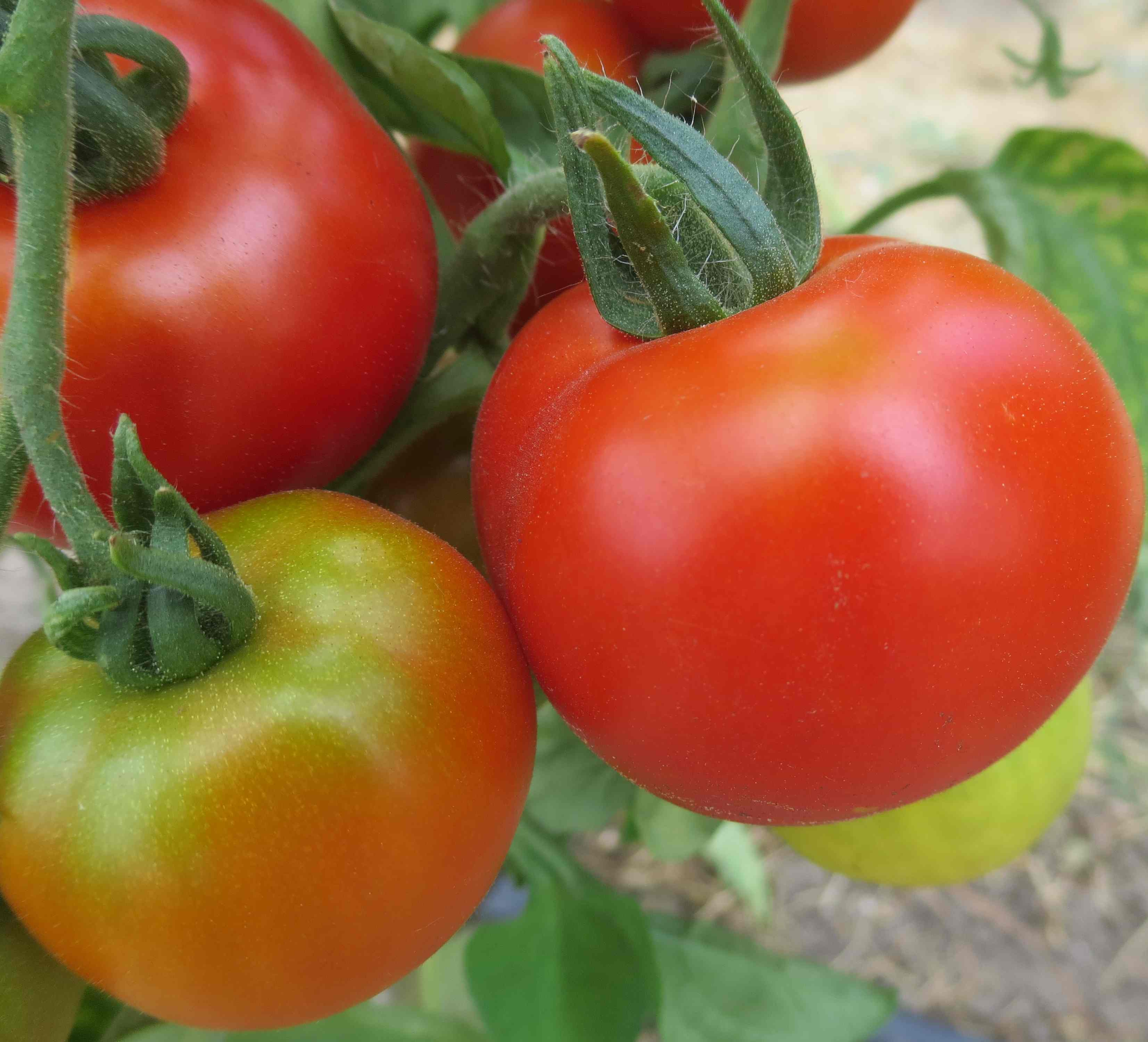 Tomate Harzfeuer Detail