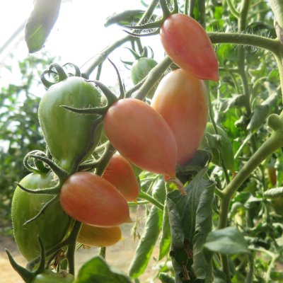 Rote Cherry Bio Tomaten 