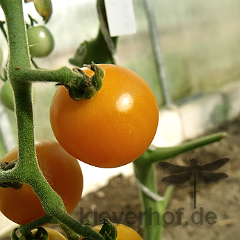 Gelbe Tomatenpracht