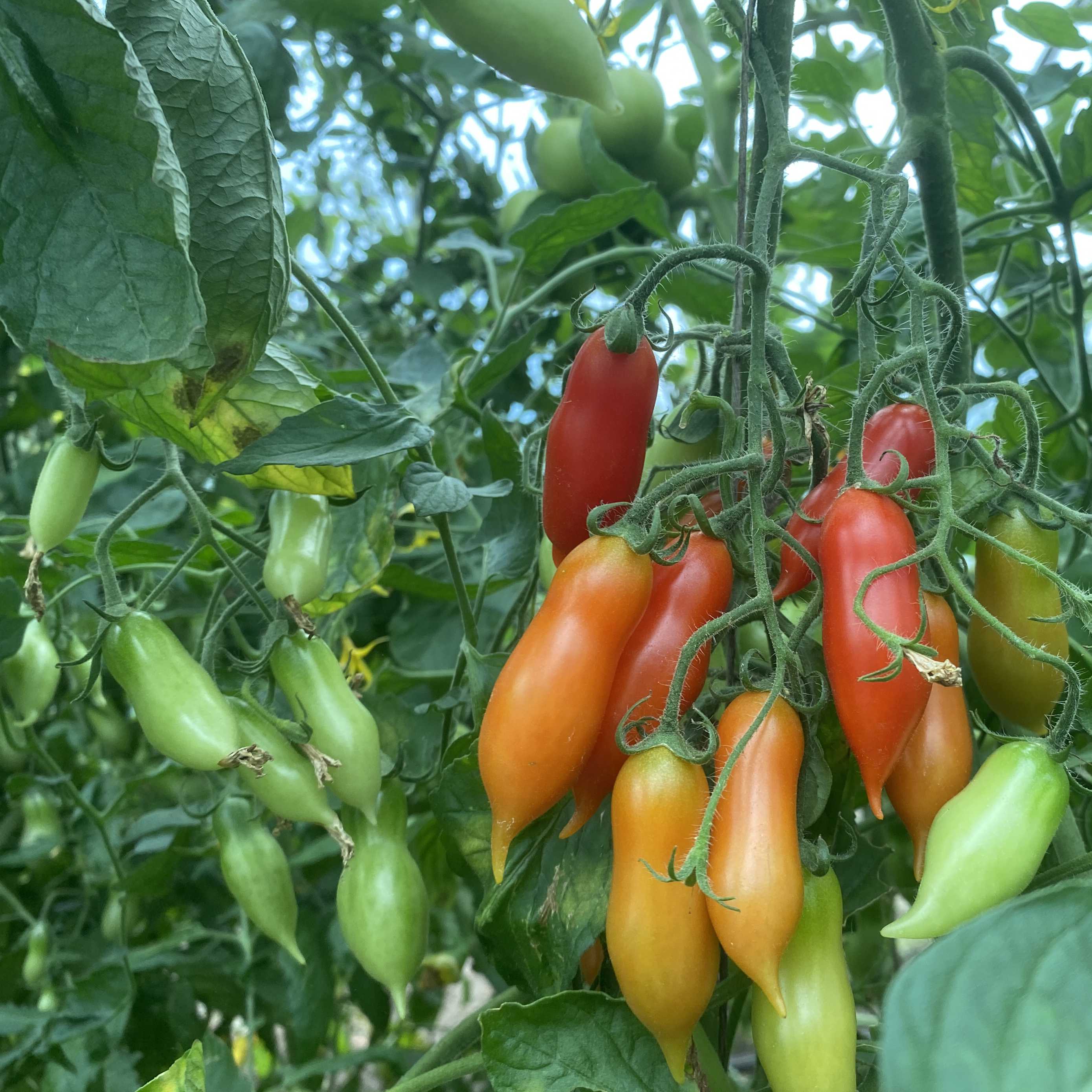 Tomatensaatgut Pelino