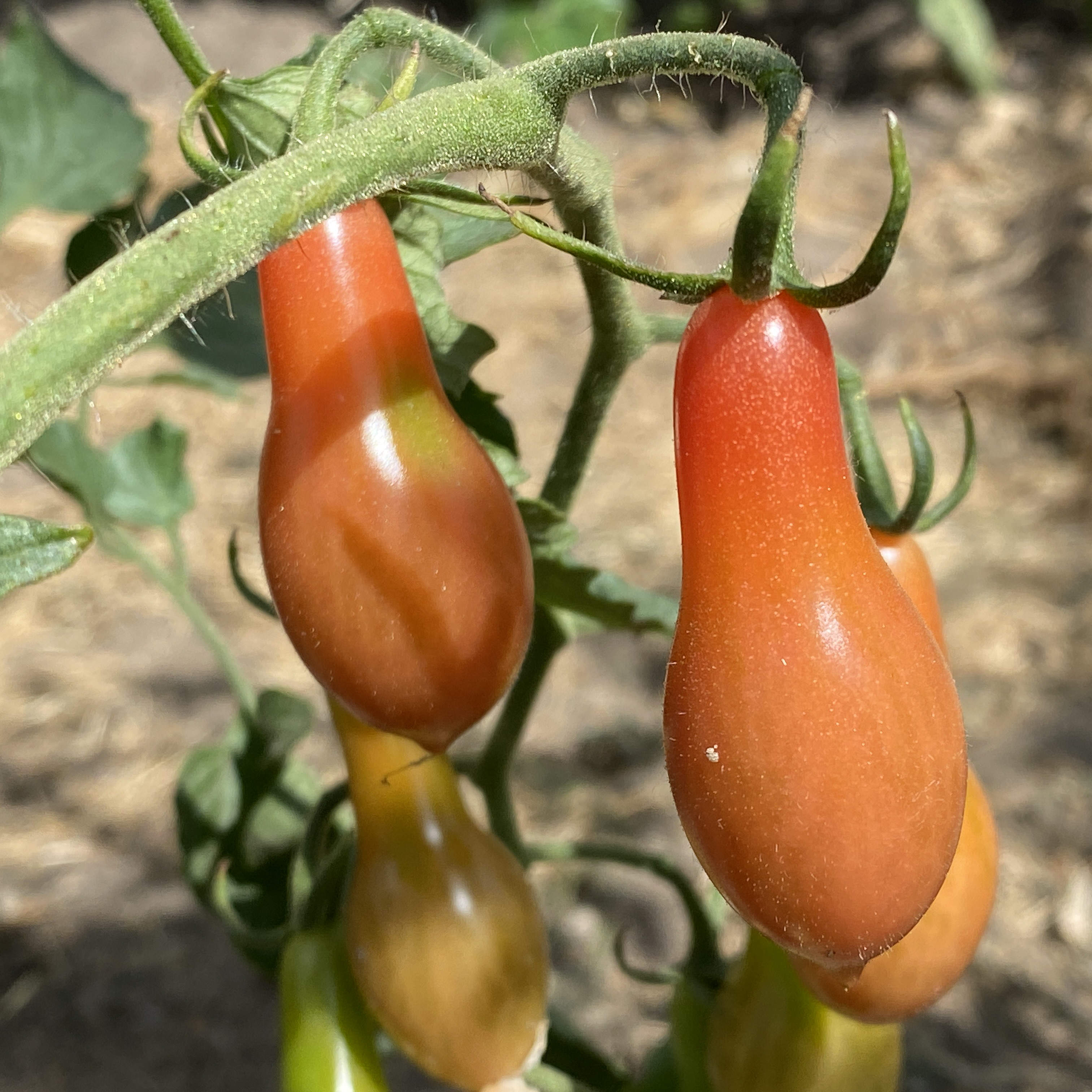 Tomatensaatgut Elf Tears