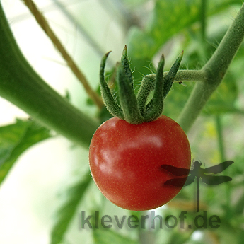 Rote Cherry Tomatensorte