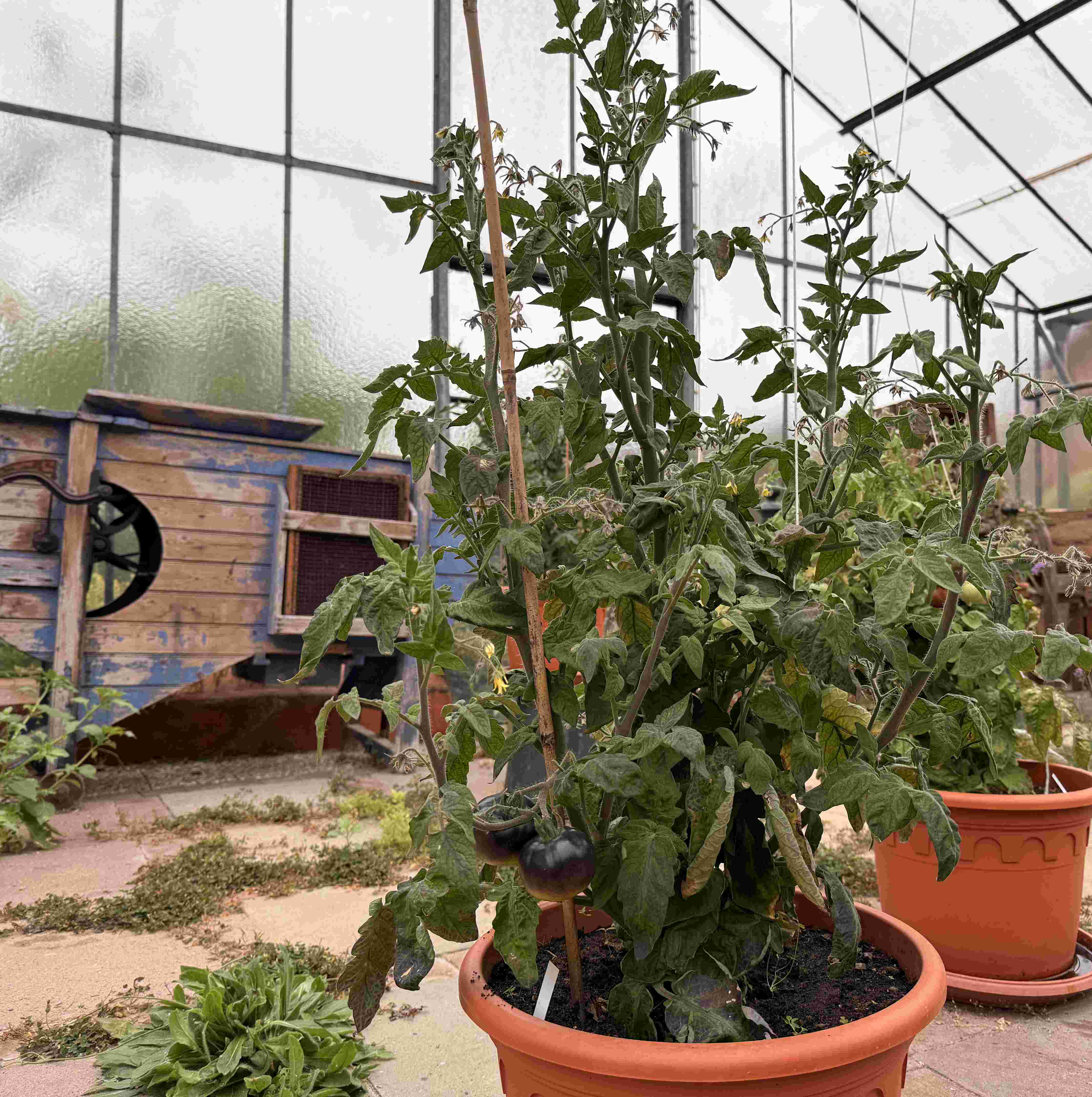 Tomatensaatgut Gondwana Lava